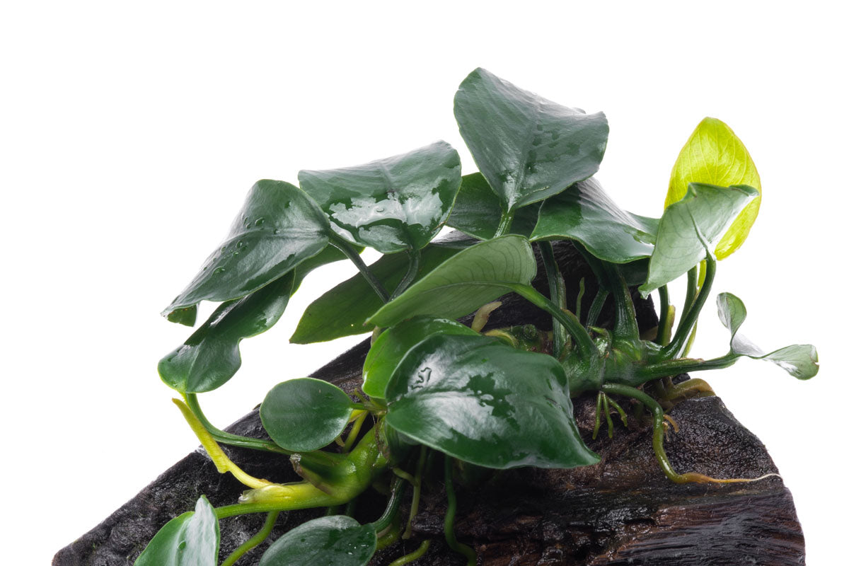 Anubias Nana on Driftwood - Live Aquarium Plant for Freshwater Fish Tanks - Perfect for Aquascaping, Shrimp Tanks & Low Light Aquariums