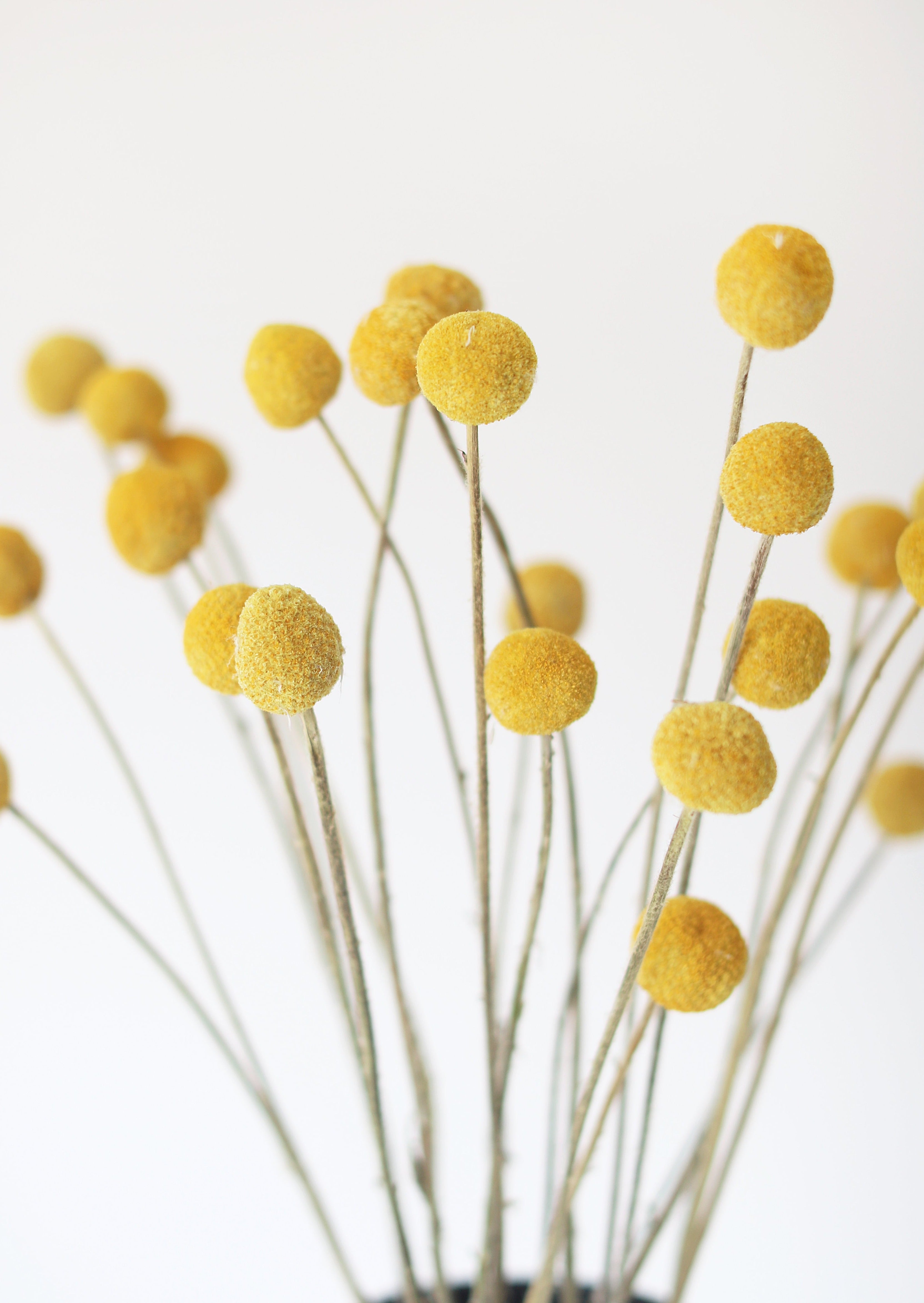 25 Pack Dried Craspedia Billy Buttons - 18-26 Inch Natural Yellow Flowers for Wedding Bouquets, Home Decor & DIY Crafts