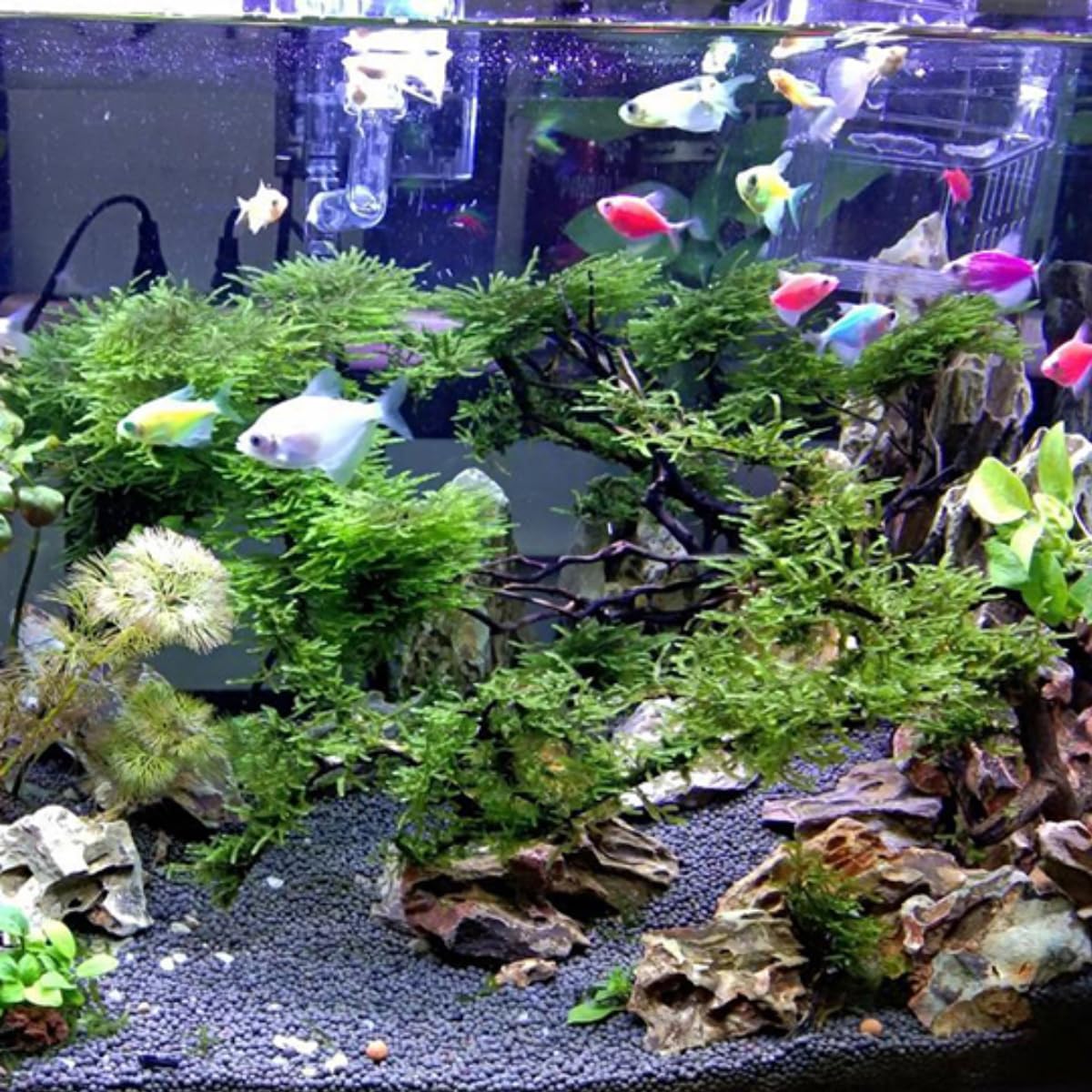 Natural Dragon Stone Aquarium Rocks - 10lb Mixed Sizes for Aquascaping, Fish Tank Decoration & Micro Landscapes | Perfect for Freshwater Shrimp Tanks, Betta Habitats & Zen Water Features