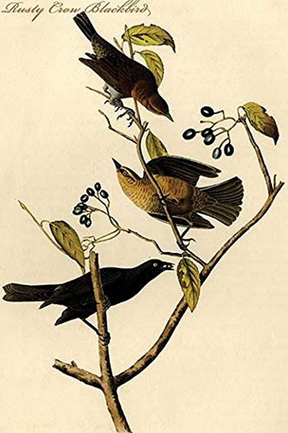 Rusty Crow Blackbird Art Print Poster - 12