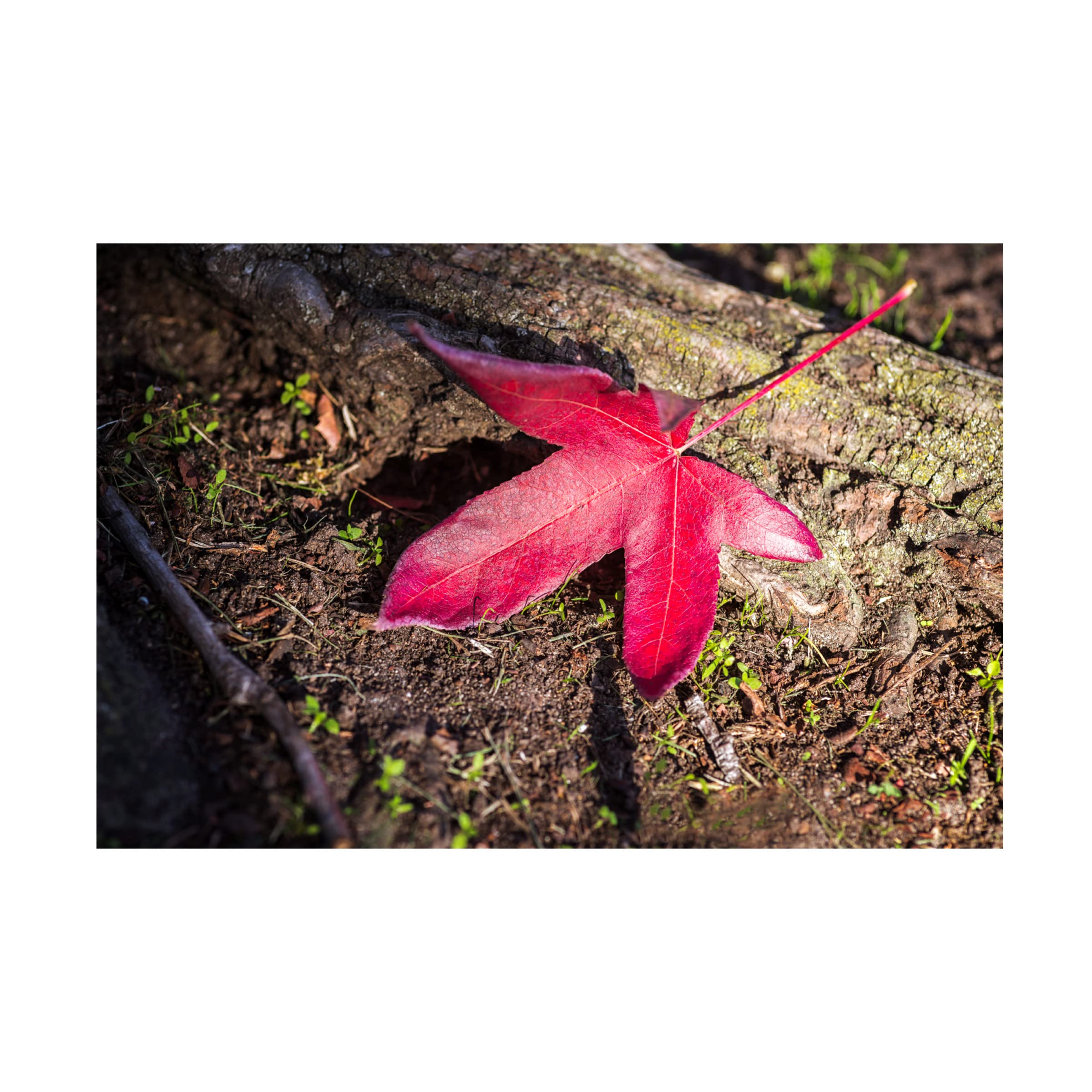 Joseph S Giacalone 'Autumn's Solitude' 16x24 Canvas Wall Art Print - Handmade Home Decor for Living Room, Bedroom & Office