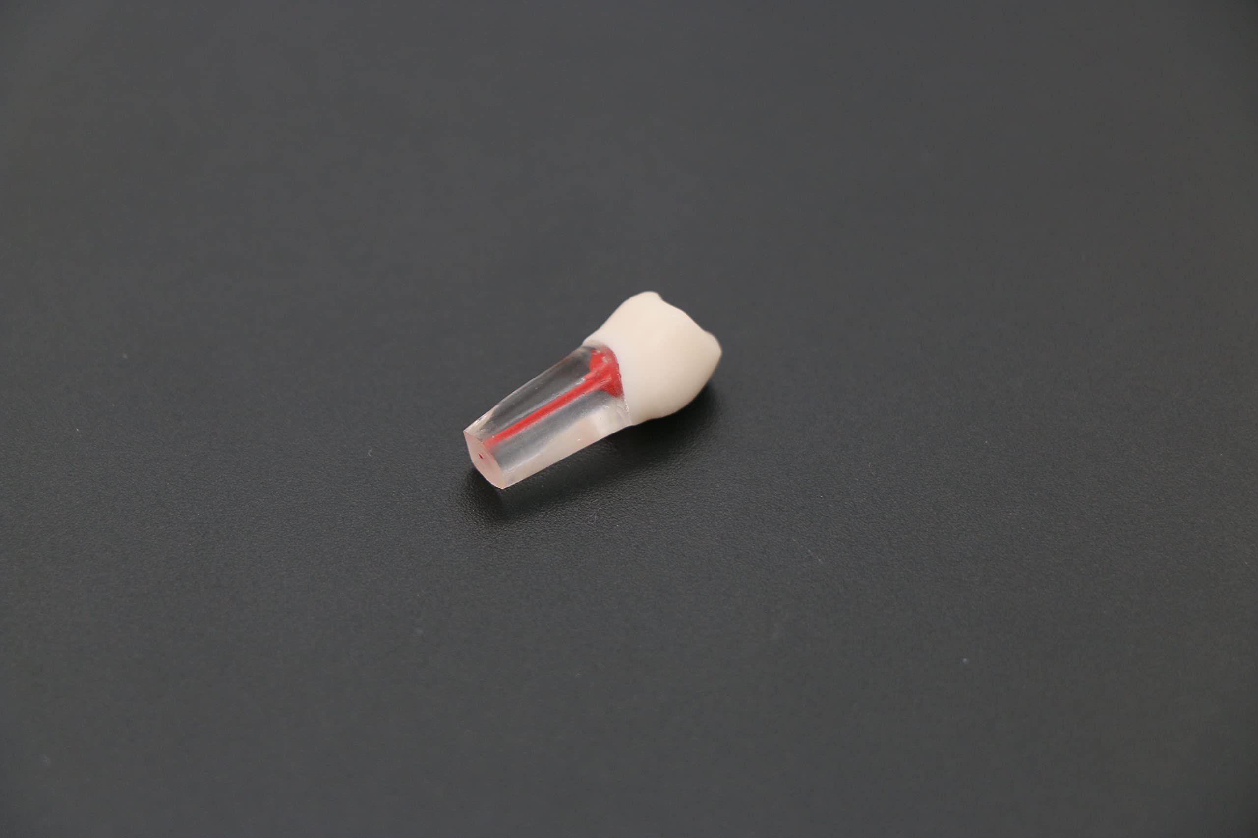 10 Pcs Dental Teeth Model for RCT Practice - Tooth Block with Pulp Cavity for Dental Teaching & Study - Perfect for Dental Students, Professionals & Training Classes
