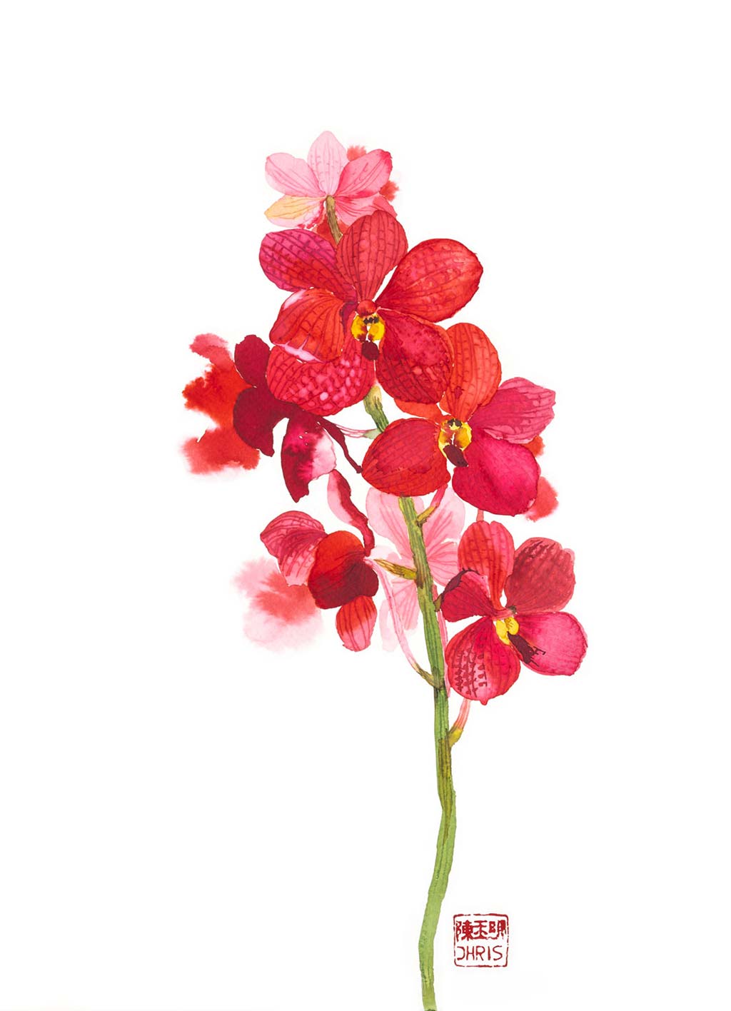 ASCD Red Gem Orchid - Exotic Live Flowering Plant for Home & Office Decor, Gift, and Special Occasions