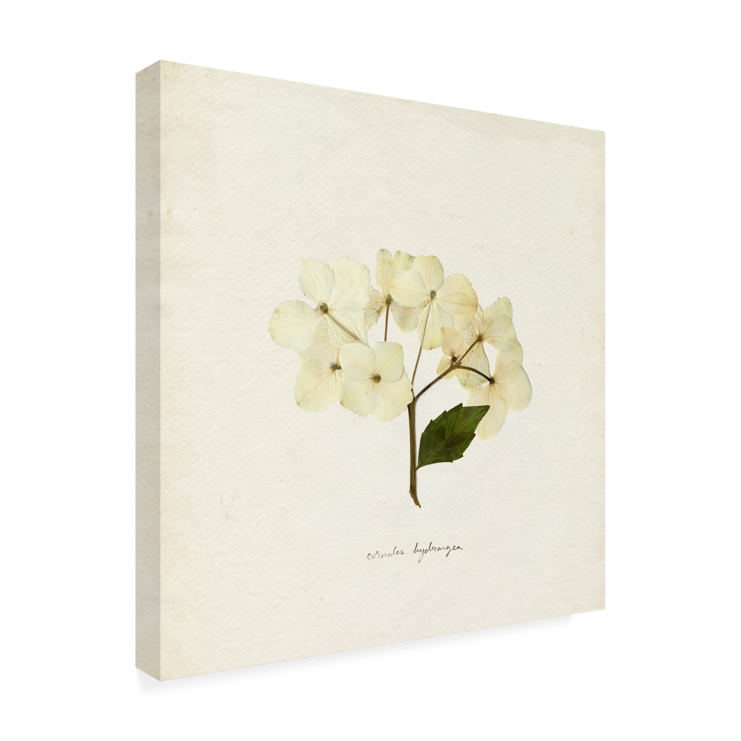 Emma Caroline 'Cornales Hydrangea II' Floral Canvas Wall Art Print - Premium Home Decor for Living Room, Bedroom & Office