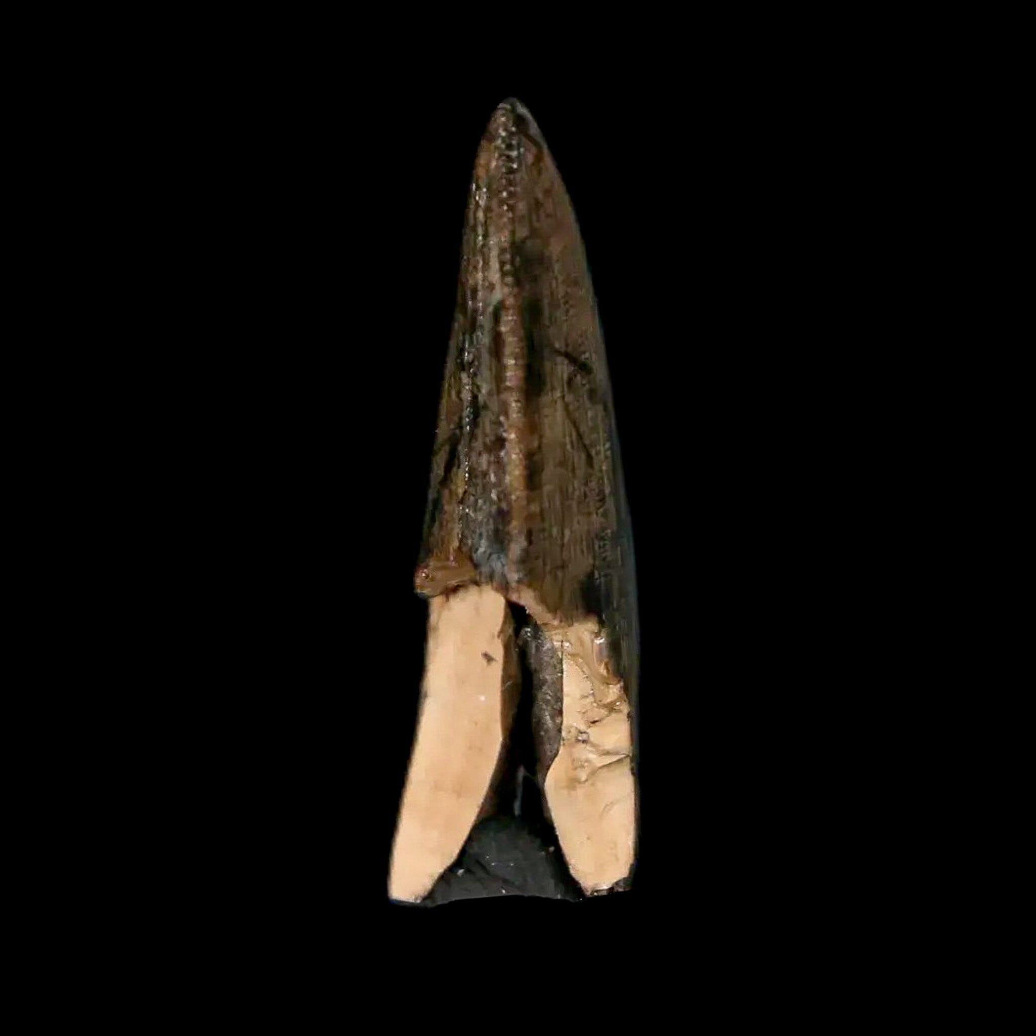 Authentic Tyrannosaur Serrated Fossil Tooth - Cretaceous Dinosaur Fossil from Judith River Formation with COA - Perfect for Paleontology Collections, Educational Displays & Dinosaur Enthusiasts