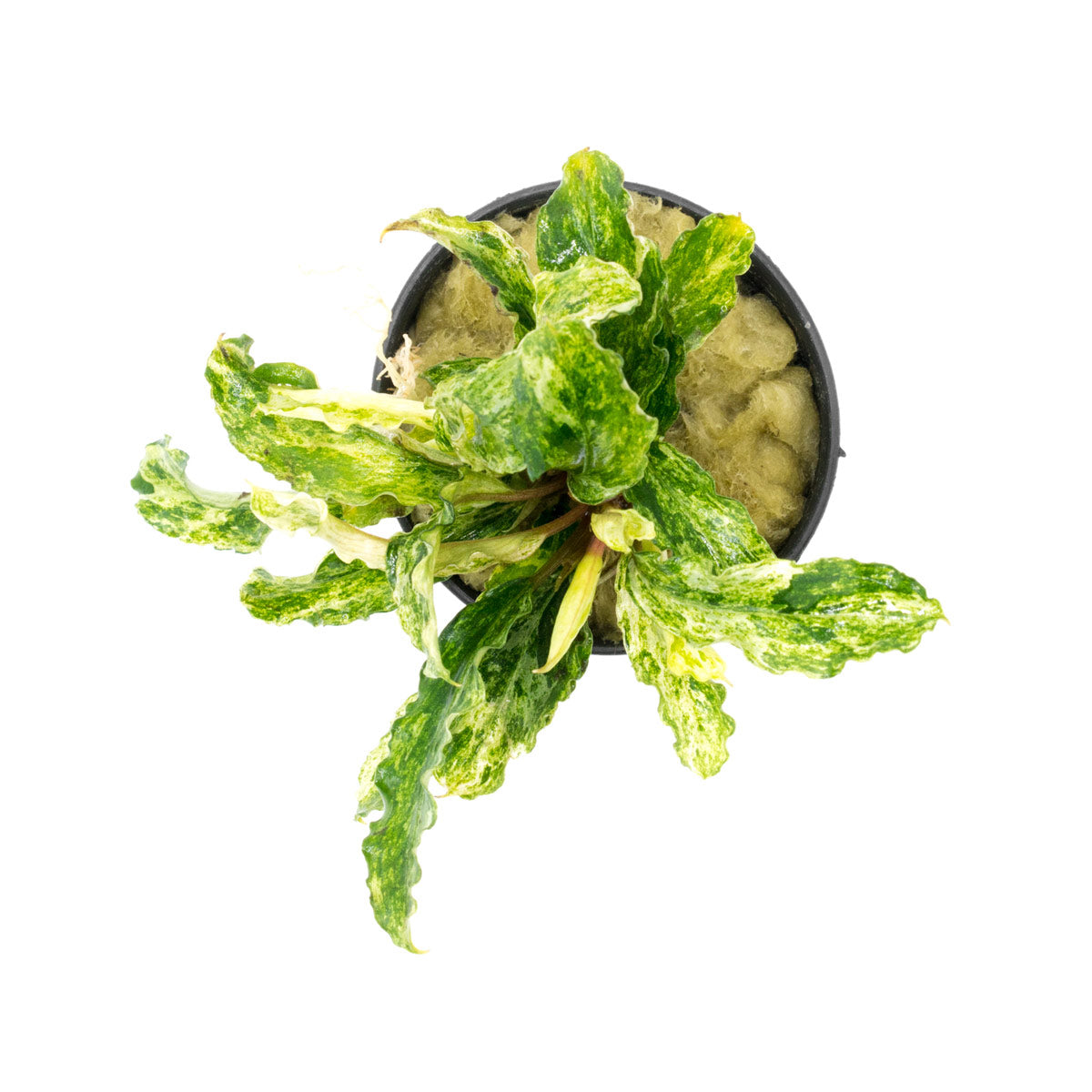 Bucephalandra Variegated Marble Aquatic Plant - Rare Live Aquarium Plants for Fish Tank Decoration | Perfect for Freshwater Planted Tanks, Aquascaping & Shrimp Habitats