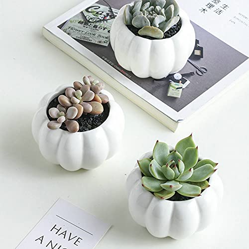 Pumpkin-Shaped Ceramic Succulent Planter with Bamboo Tray - Cute Home Decor for Fall & Halloween - Perfect for Tabletop, Windowsill, and Office Desk Decorations