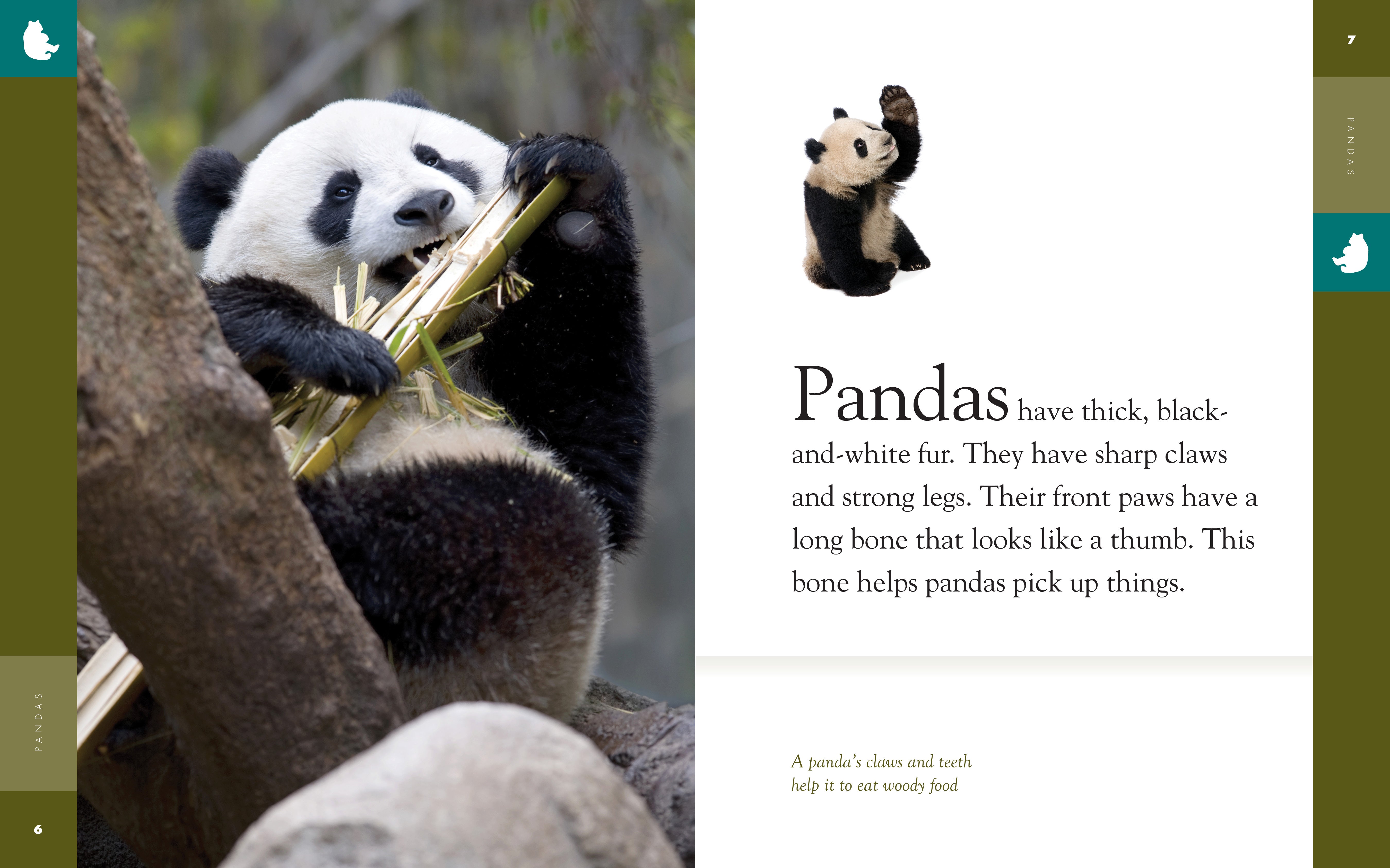 Amazing Animals (2014) - Giant Panda Documentary | Wildlife Nature Film for Kids & Adults | Perfect for Classroom Education & Family Movie Night