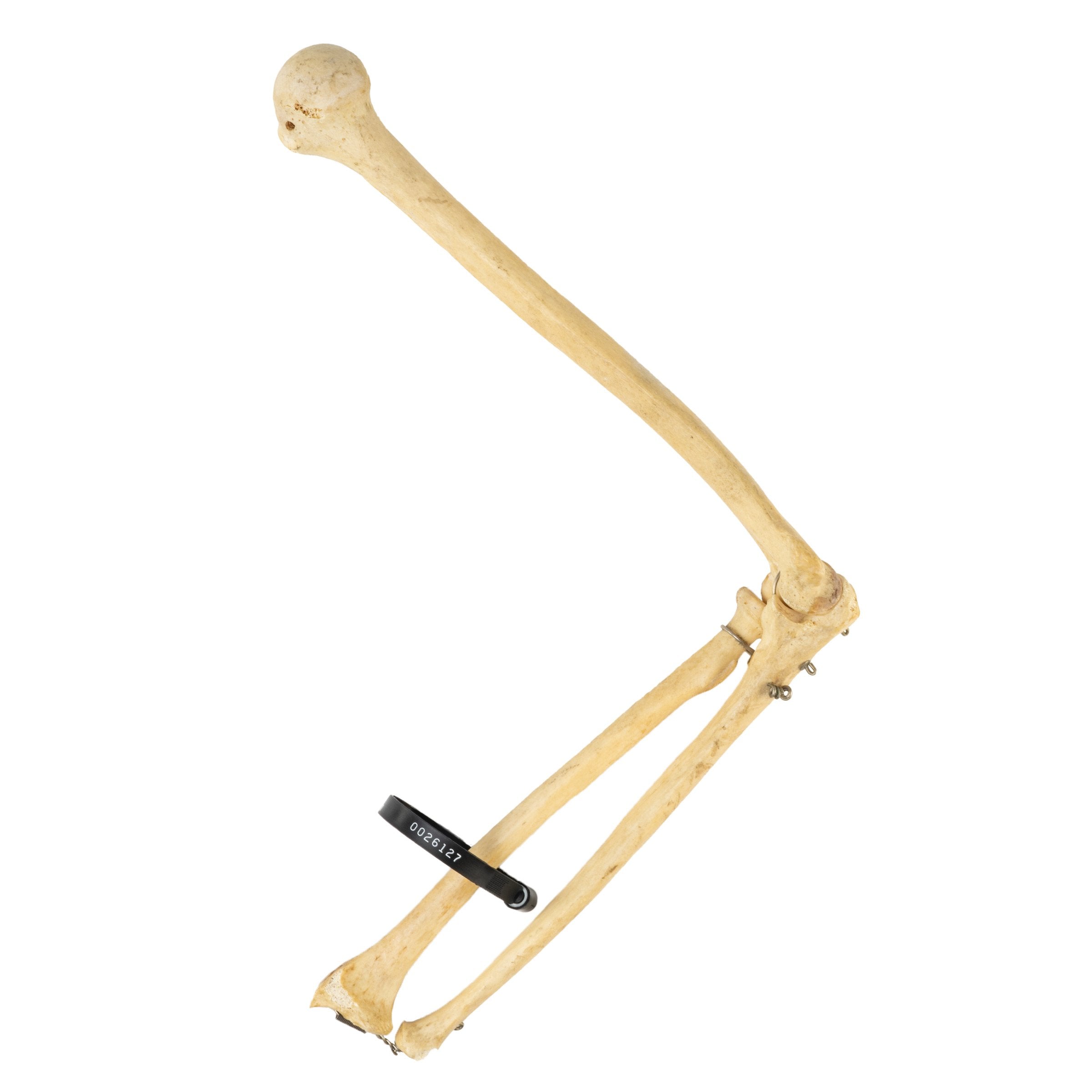 Authentic Human Humerus, Radius & Ulna Bones - Medical Study, Anatomy Education & Science Classroom Specimen