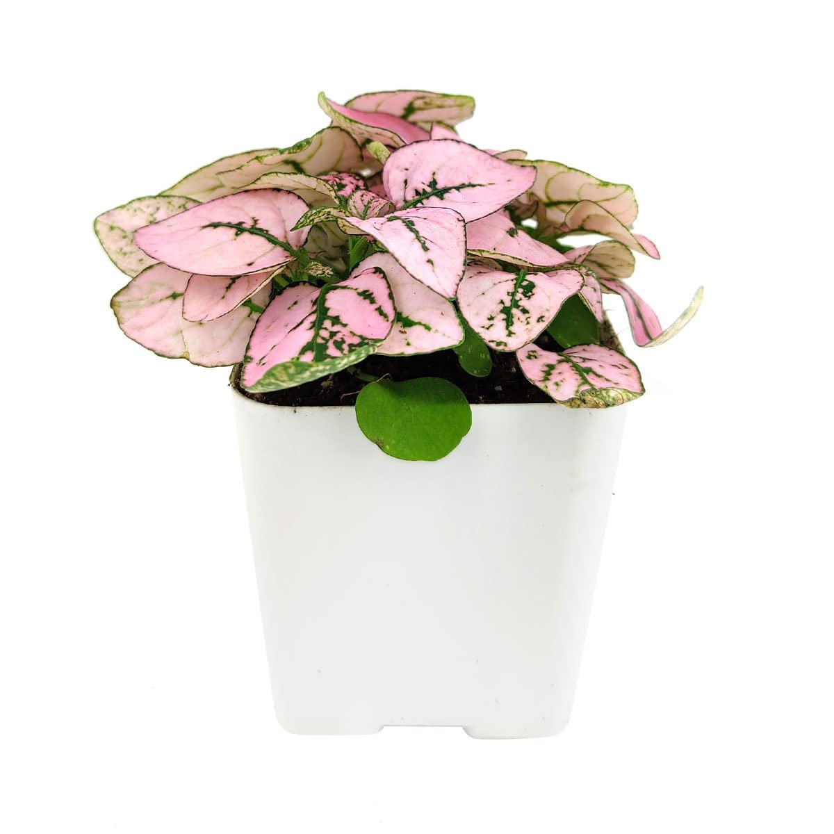Hypoestes Phyllostachya Pink Splash Plant - 4 Inch Live Houseplant with Vibrant Pink Foliage | Low Maintenance Indoor Plant for Home, Office Decor | Perfect for Tabletops, Shelves & Gift Giving