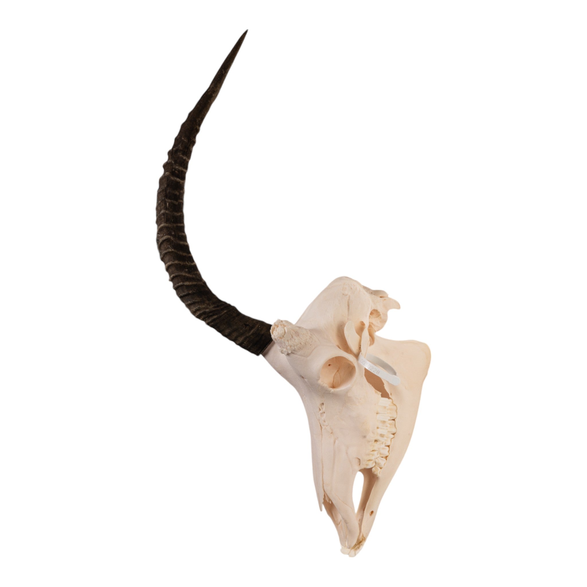 Real Sable Antelope Skull - Genuine Taxidermy Specimen for Home Decor, Hunting Lodge, and Gothic Interior Design