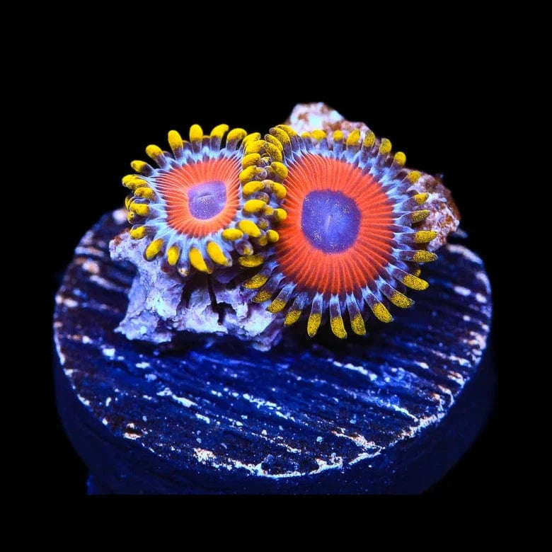 Premium Eagle Eye Zoanthids Coral for Saltwater Aquariums - Vibrant Coral for Reef Tanks & Marine Aquascaping