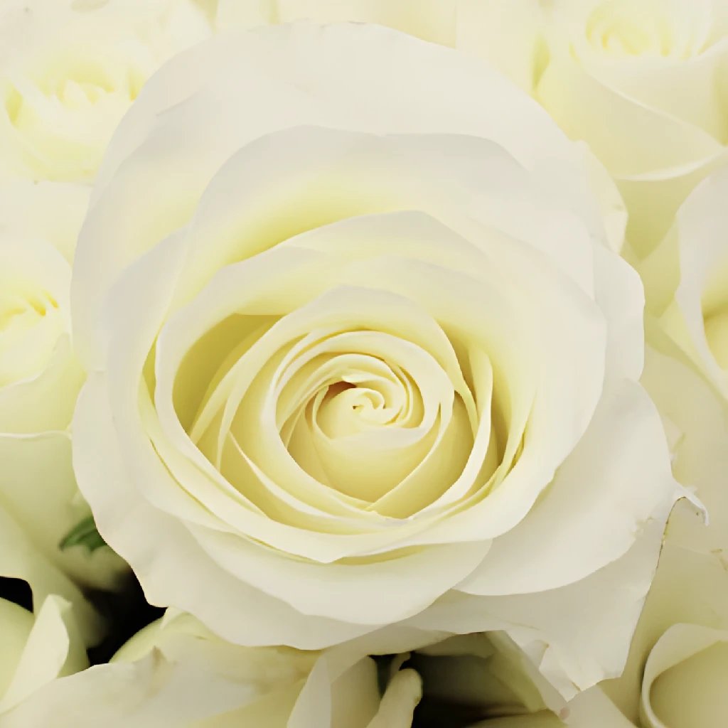 Premium Bulk White Roses - Fresh Cut Flowers for Weddings, Events & Home Decor | Wholesale Bulk Roses for Floral Arrangements & Bouquets