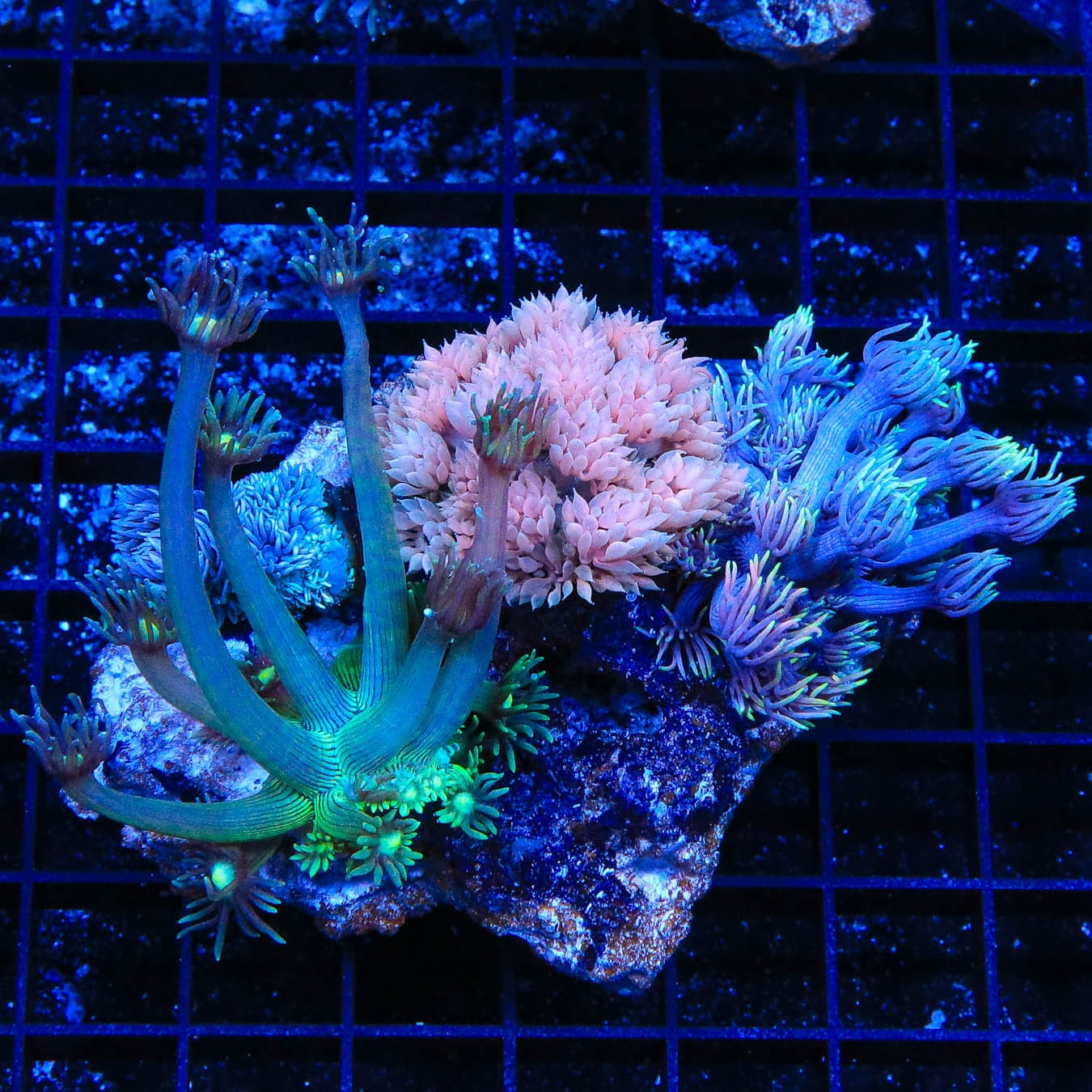 Vibrant Rainbow Goniopora Coral for Saltwater Aquariums - Perfect for Reef Tanks & Marine Displays