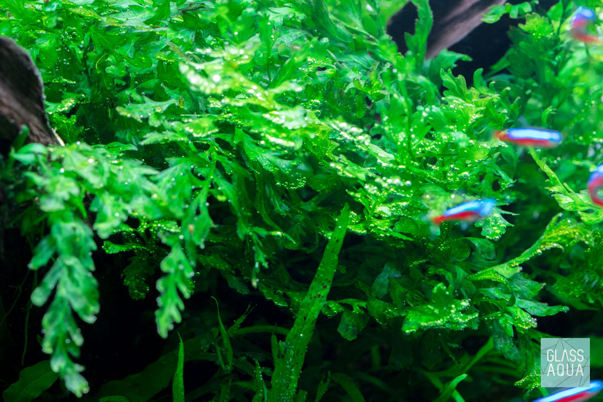 Bolbitis Heudelotii African Water Fern - Live Aquarium Plant for Fish Tanks, Terrariums & Paludariums - Perfect for Low Light Aquascaping & Natural Habitat Decoration