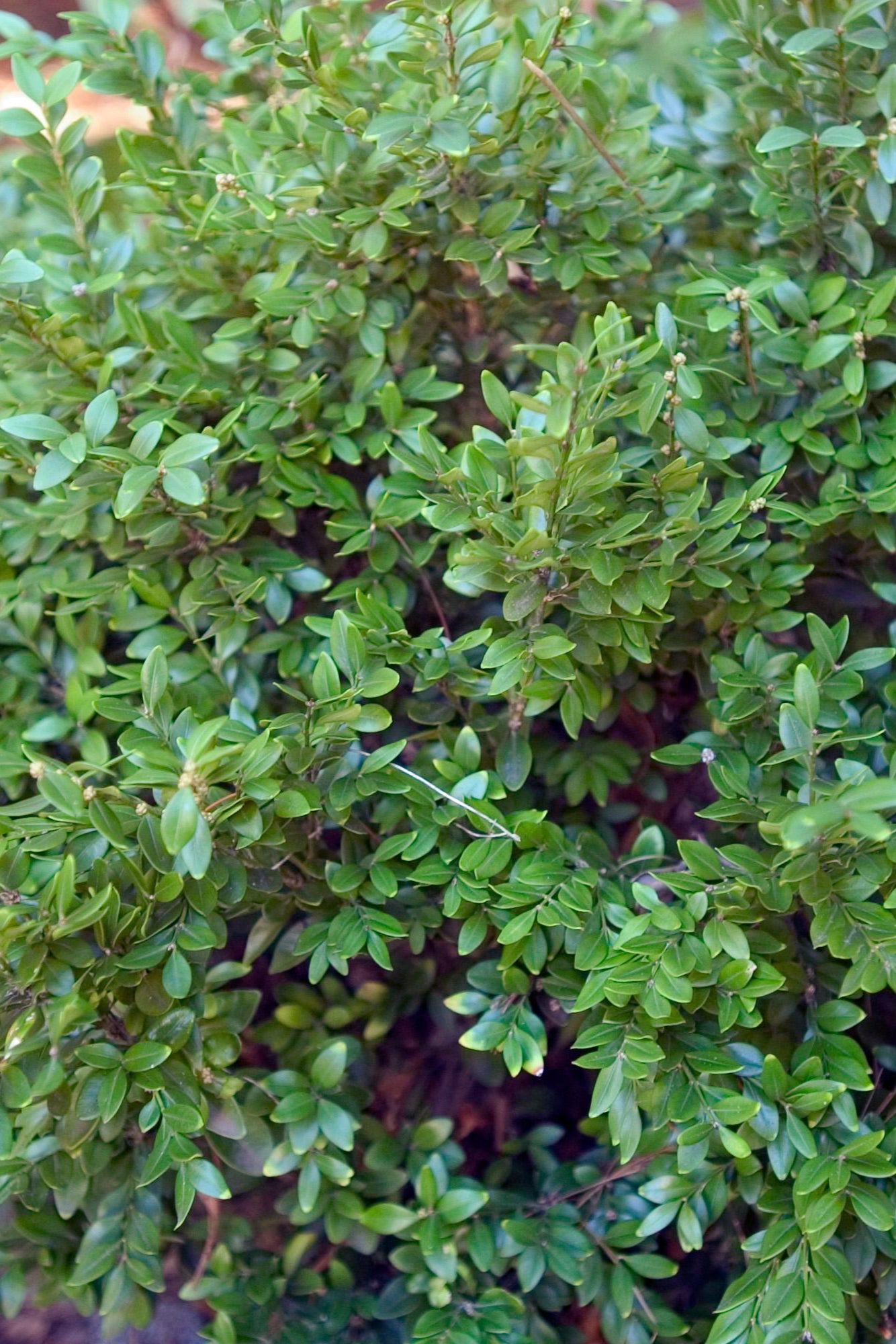 Buxus 'Chicagoland Green' #2 - Hardy Evergreen Shrub for Landscaping, Hedges & Garden Borders | Perfect for USDA Zones 4-9 | Outdoor Planting & Container Gardening