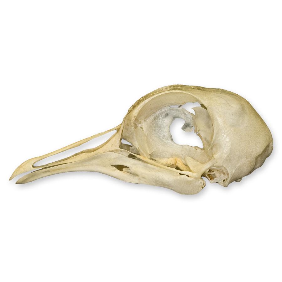 Authentic Pigeon Skull Specimen - Real Animal Skull for Science Study, Gothic Decor & Oddity Collectors - Perfect for Biology Classrooms, Halloween Decor & Taxidermy Displays