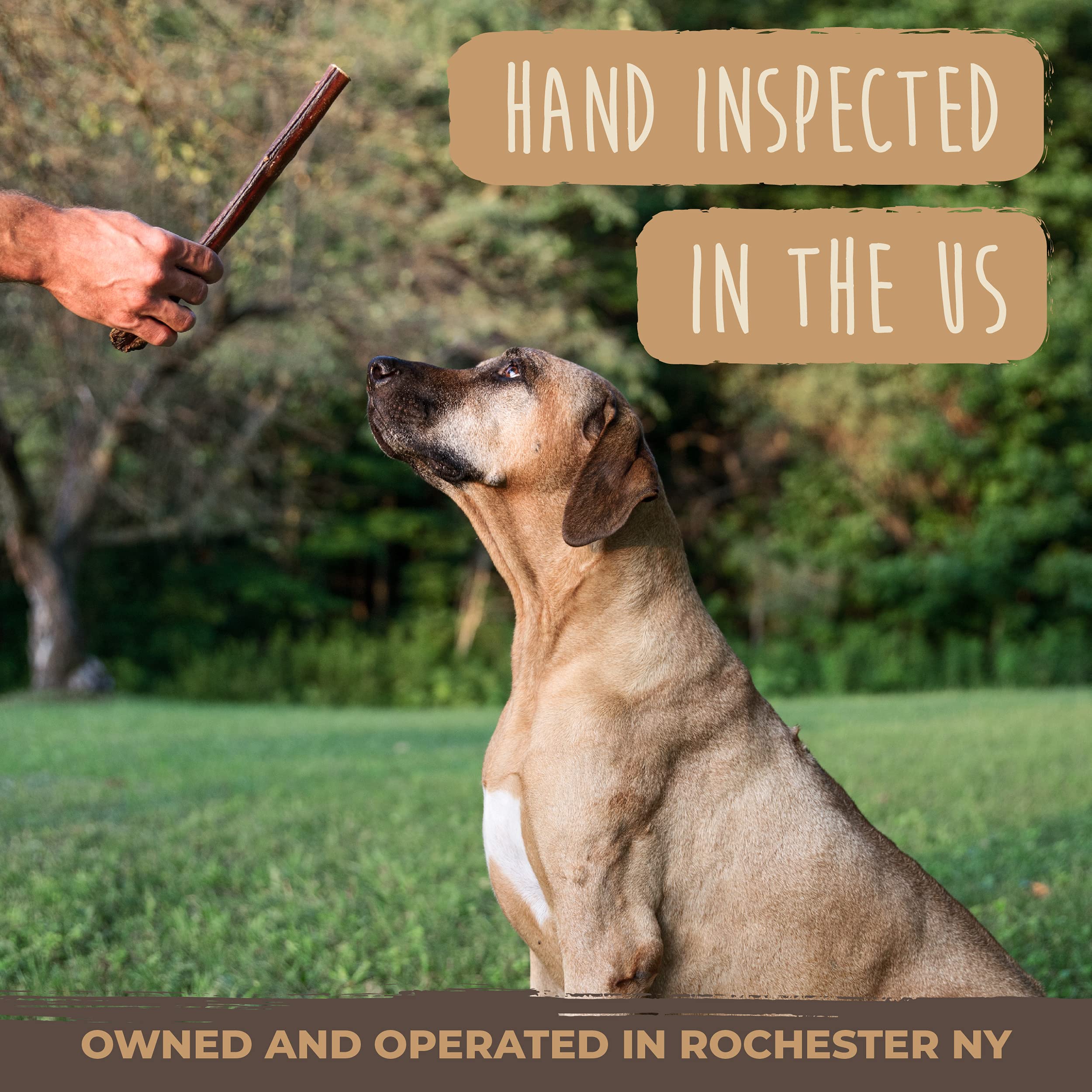 Premium Grass-Fed Beef Bully Sticks for Dogs - All-Natural, Low Odor Dog Chews for Small, Medium & Large Breeds (6 or 10 Pack) | Single Ingredient Dental Treats for Puppies & Adult Dogs - Perfect for Training, Teething & Long-Lasting Chewing Satisfaction