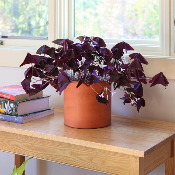 Eileen Planter with Steel Patina Pot - Modern Indoor/Outdoor Flower Pot for Home Decor, Office Plants & Garden Decorations