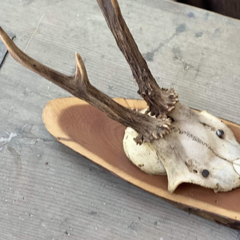 Black Forest Antlers on Plaque - Natural Deer Antler Decor for Cabin, Lodge & Hunting Room - Rustic Wall Mounted Trophy Display for Home & Office
