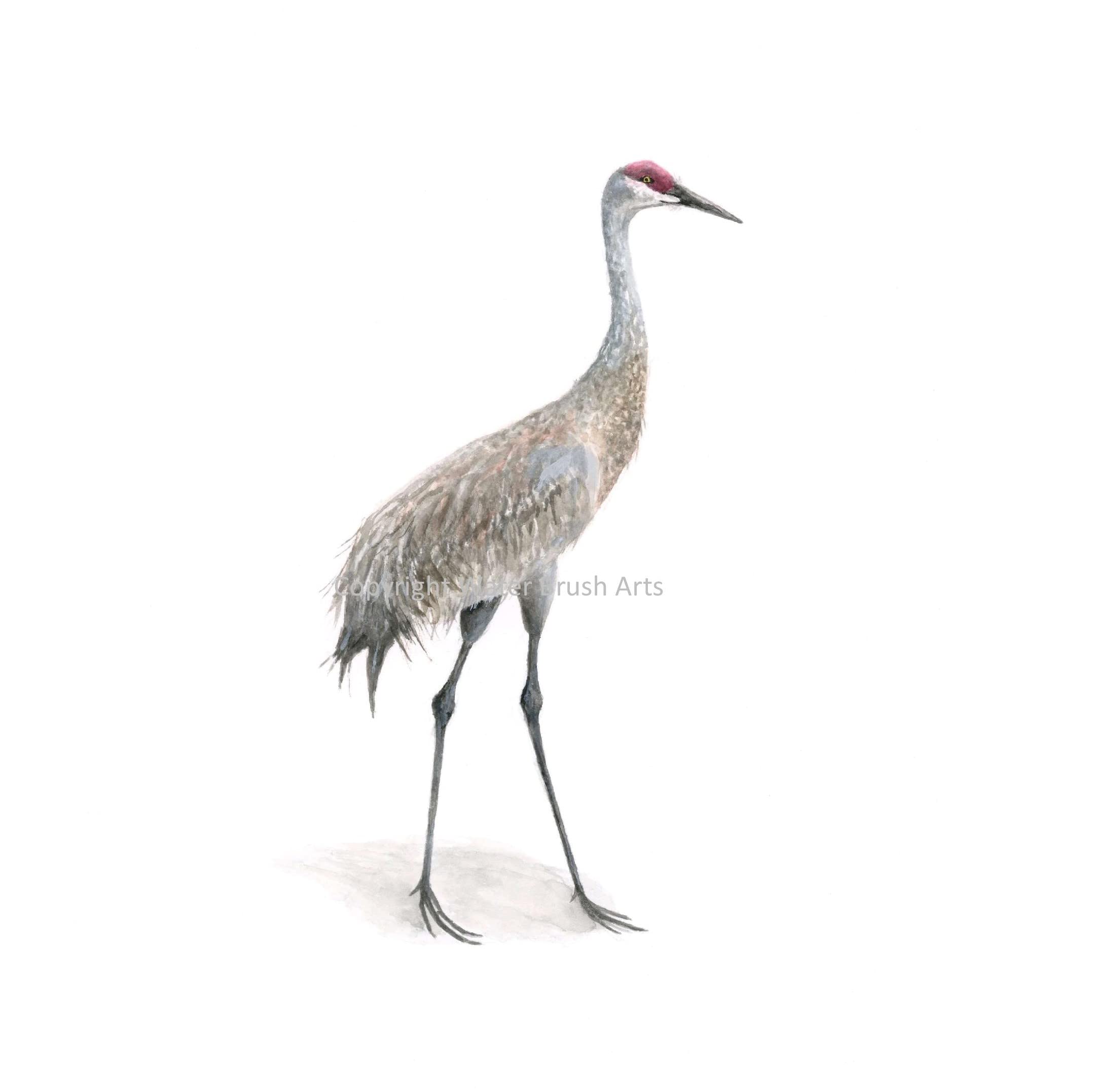 Sandhill Crane Watercolor Art Print - 5x7 Inches - Handmade Nature Wall Decor for Home, Office & Gifts