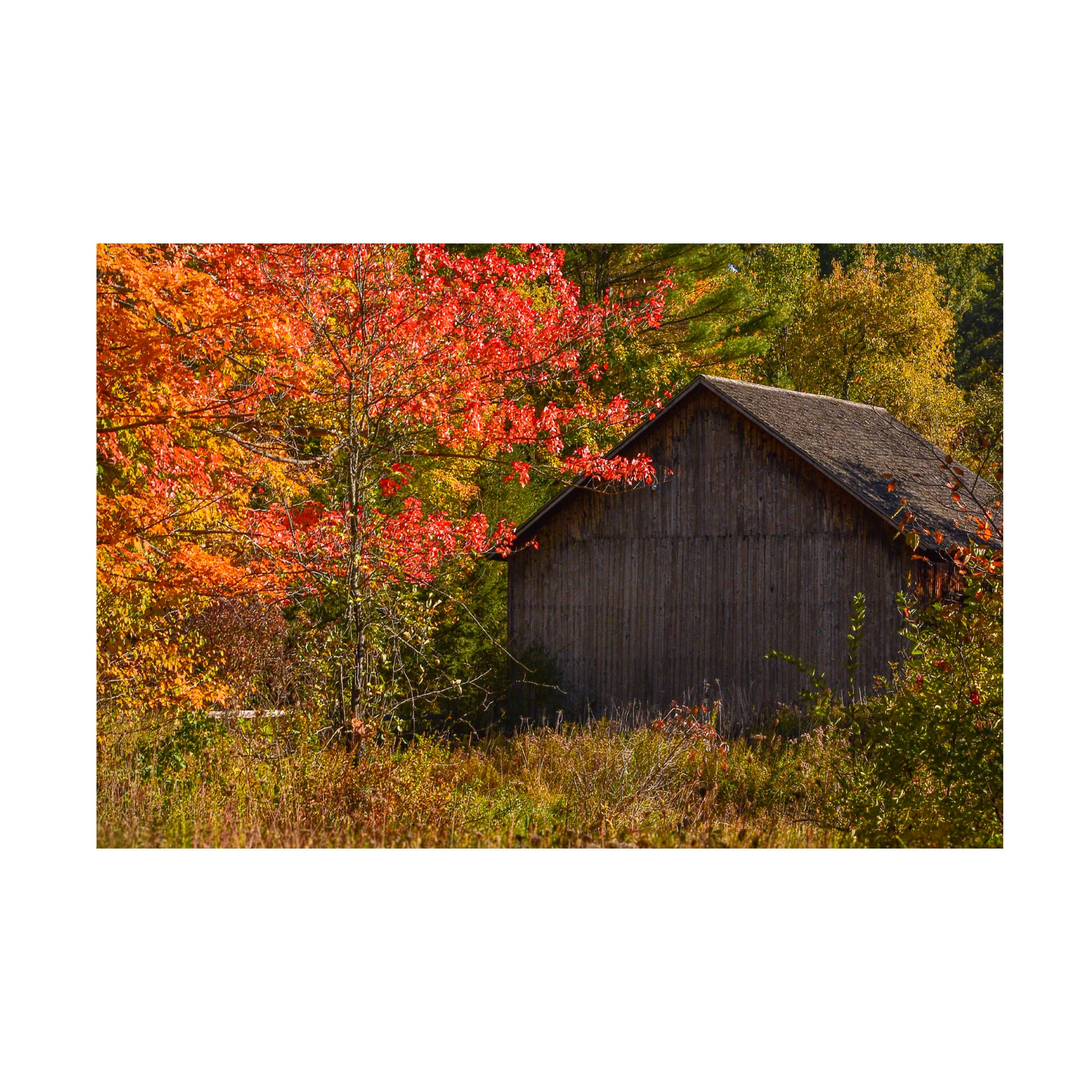 Trademark Fine Art 'Taste of Vermont' Landscape Canvas Print by Brenda Petrella Photography - Perfect for Home & Office Wall Decor