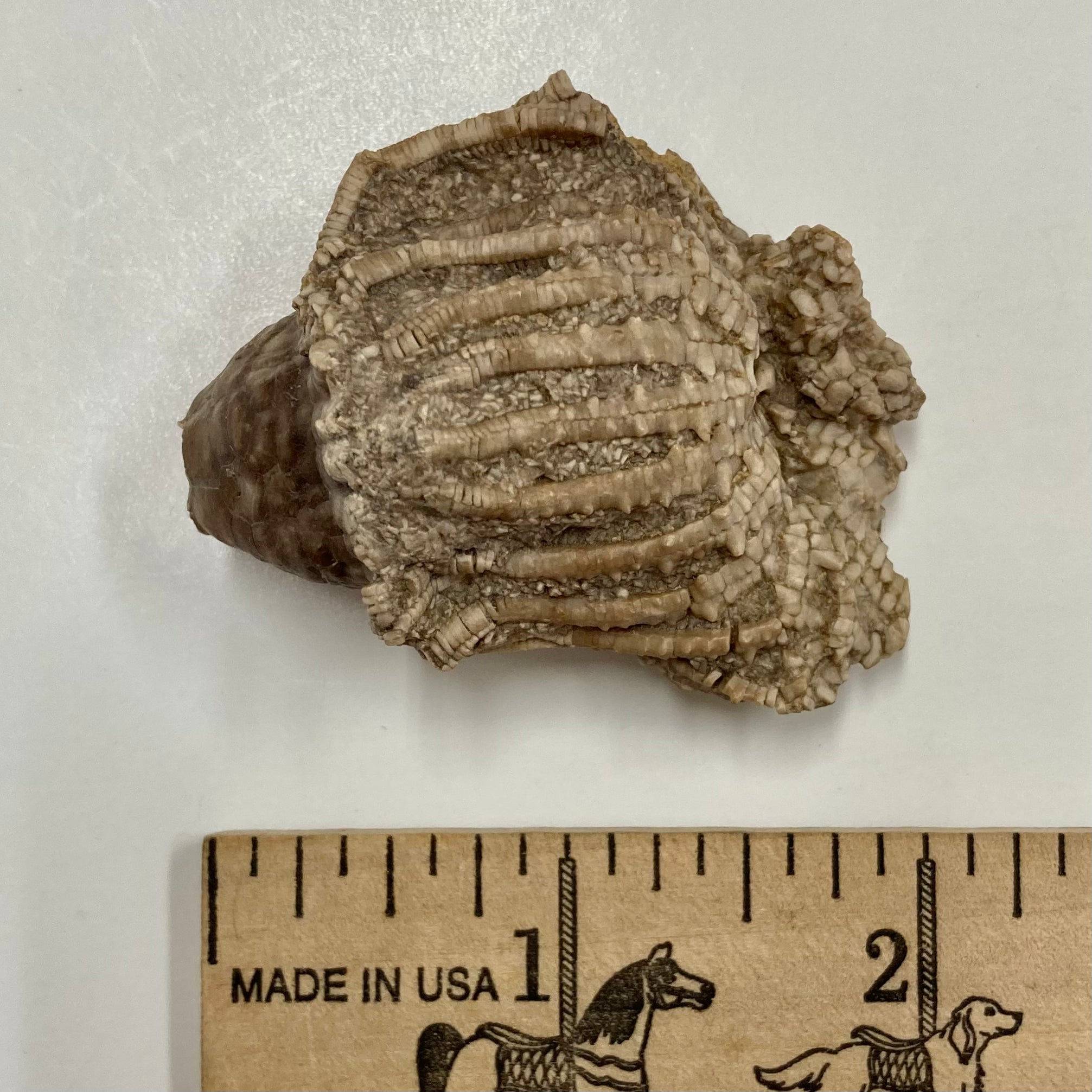 Fossilized Crinoid Eretmocrinus Tentor - Ancient Marine Fossil Specimen for Collectors, Paleontology Study & Home Decor