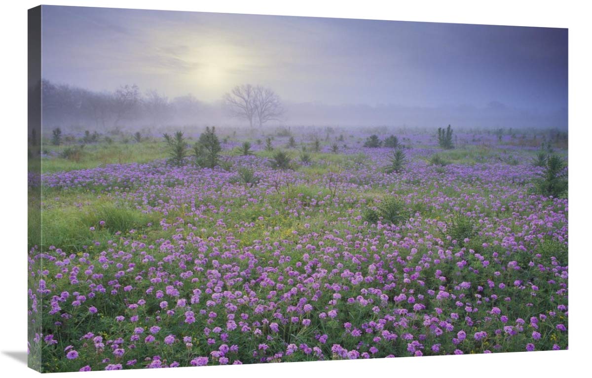 Texas Hill Country Sunrise Sand Verbena Flower Field Canvas Art Print - 36x24 Inches - Foggy Morning Landscape Wall Decor for Living Room, Bedroom & Office