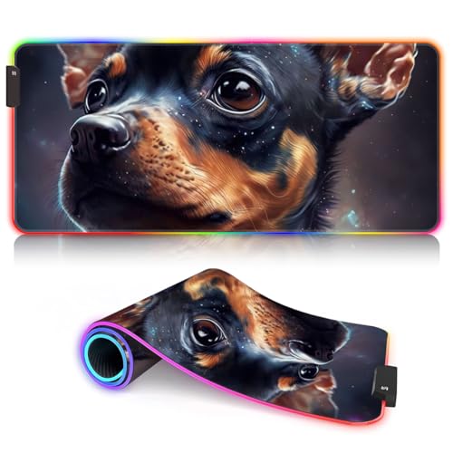 a27-chihuahua dog