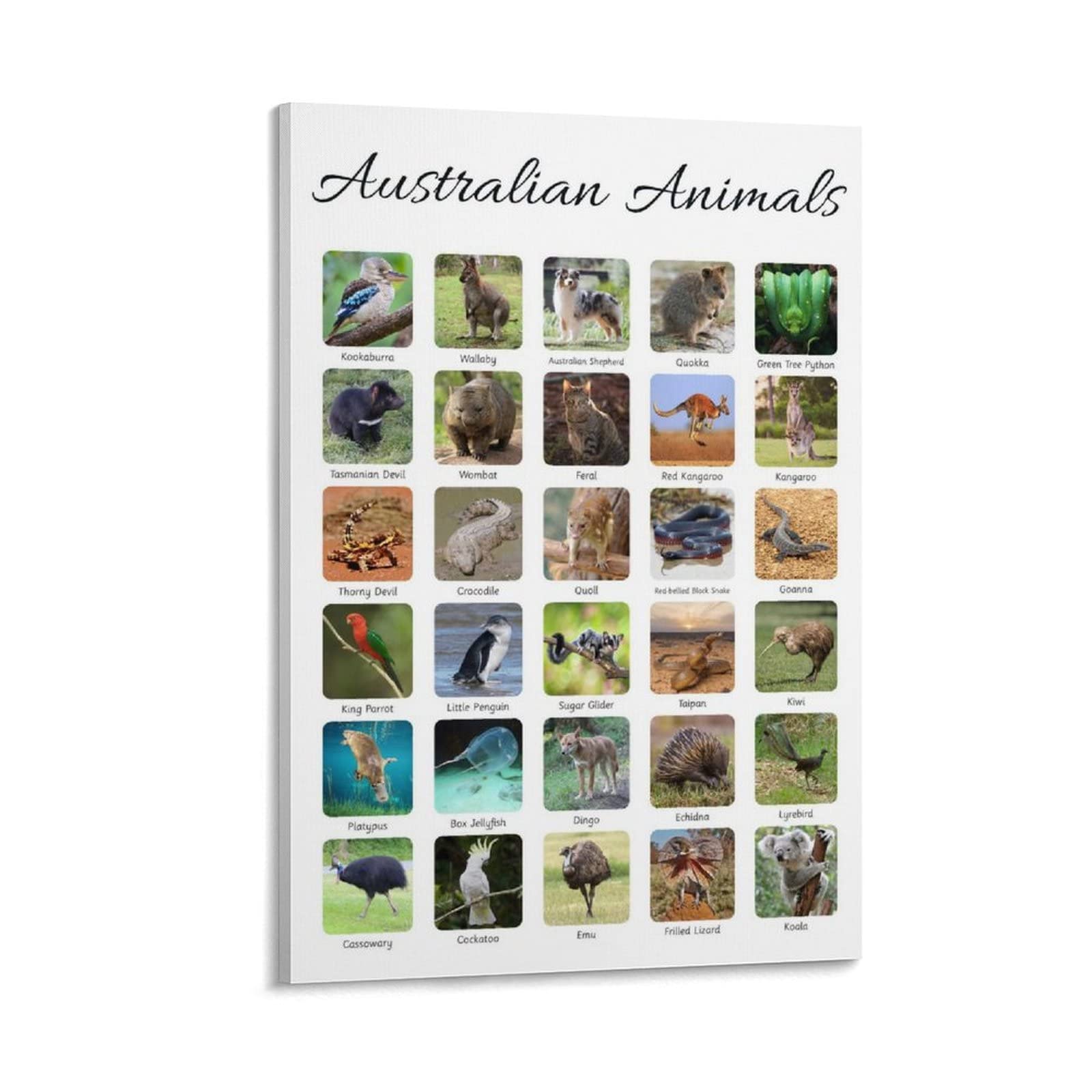 Educational Animal Posters for Kids - Australian Wildlife Species Canvas Wall Art Prints, 24x36 Inch (60x90cm) - Perfect for Nursery, Classroom, Living Room & Bedroom Decor