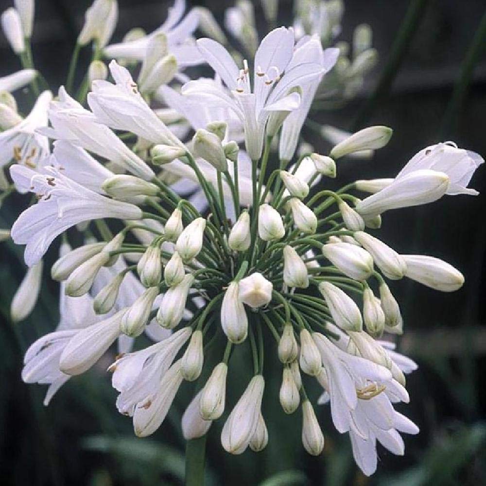 Agapanthus Getty White - 20 Live Plants - Perennial Flowering Groundcover for Landscaping, Borders & Garden Decor | Drought-Tolerant White Blooms