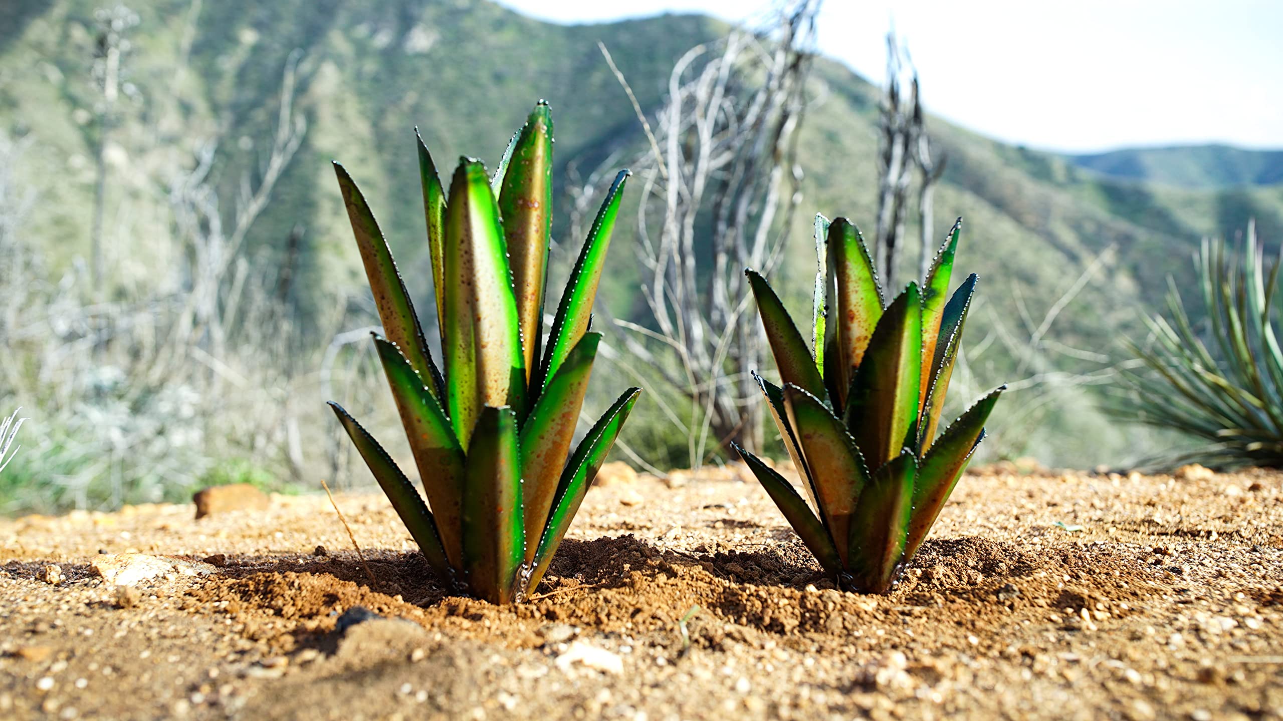 Handmade Blue Agave Fall Decor Set (15