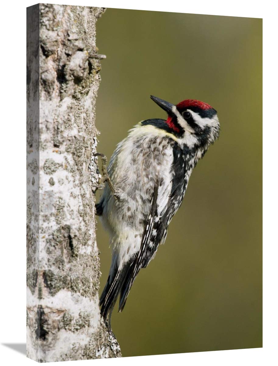 16 x 24 Inch Yellow-Bellied Sapsucker Male Bird Art Print - Rifle River Recreation Area Michigan Wildlife Photography by Steve Gettle - Perfect for Nature Lovers Home & Office Decor
