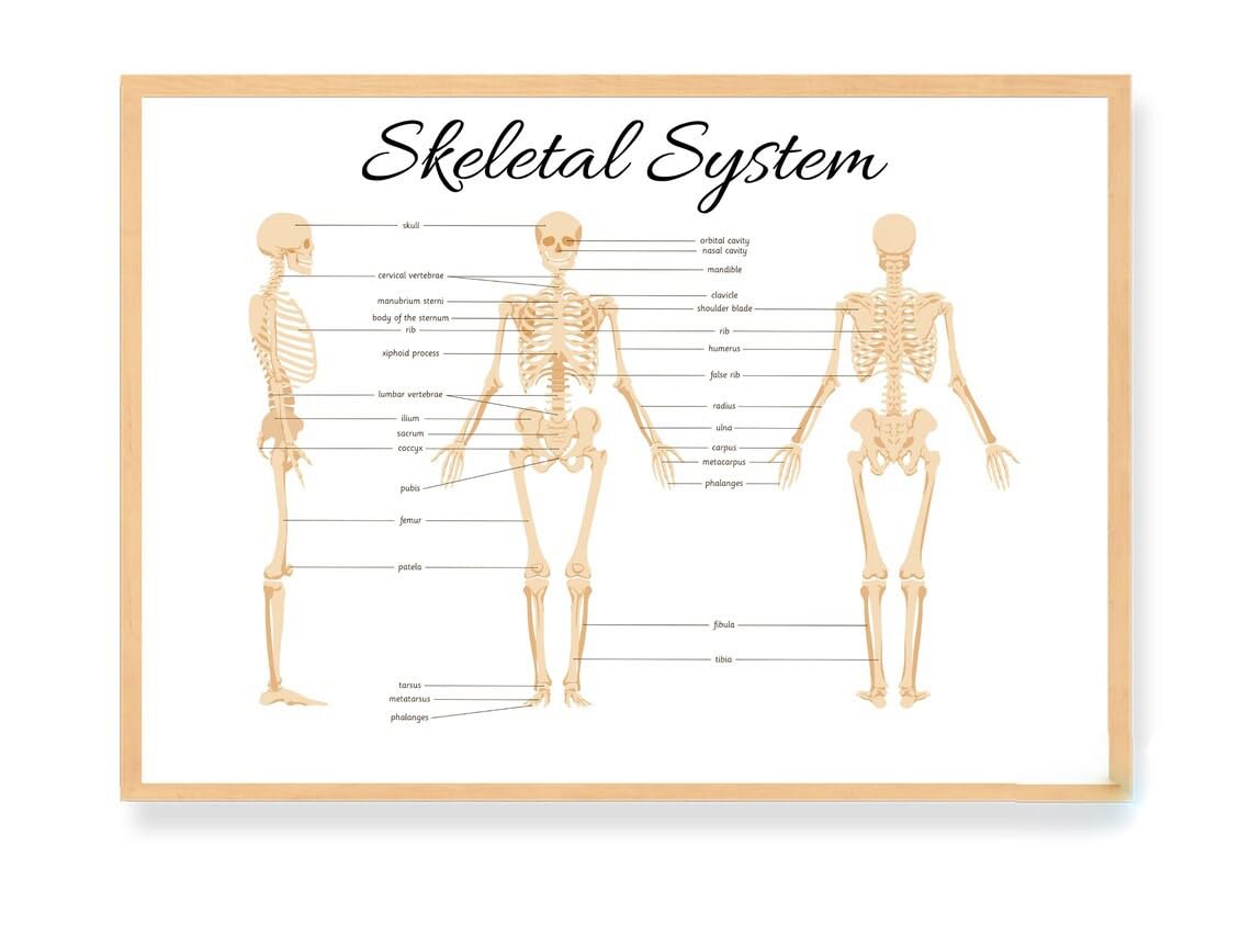 Skeletal System Educational Poster for Kids - Montessori & Homeschool Learning Tool, Nursery Decor, Preschool Science Toys - Perfect for Classroom, Playroom & Homeschooling Activities