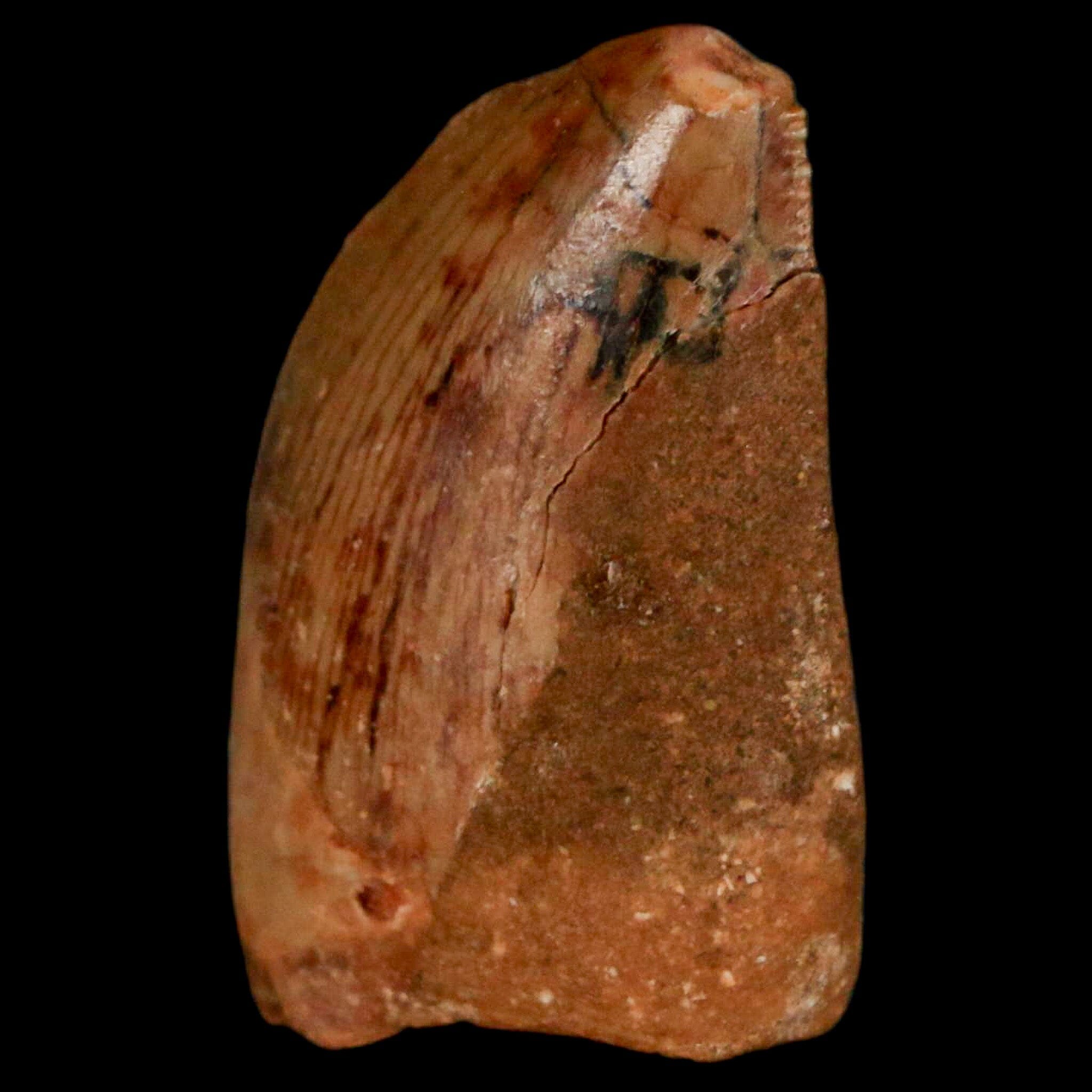 Authentic Carcharodontosaurus Dinosaur Fossil Tooth from Cretaceous Period - Morocco Origin with COA - Perfect for Paleontology Collectors & Museum-Quality Display
