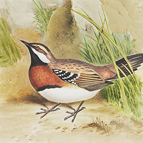 Chestnut Breasted Thrush Bird Naturalist John Gould Counted Cross Stitch Pattern