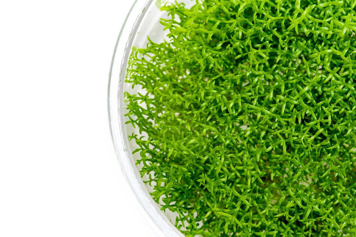 Hedyotis Salzmannii (Snake Needle Grass) - Natural Herbal Supplement for Immune Support & Wellness | Perfect for Tea, Tinctures & Holistic Remedies