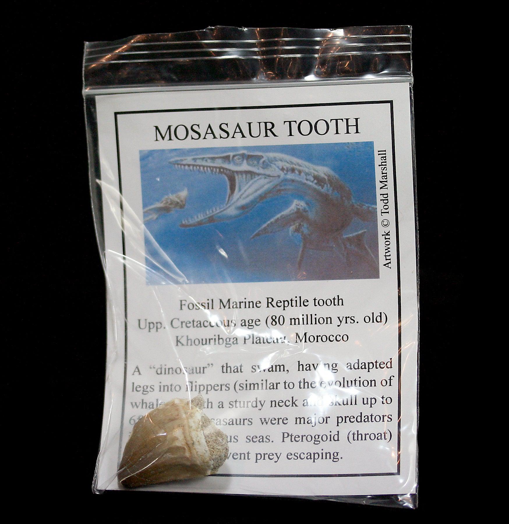 Authentic Mosasaur Tooth Fossil with Display Card - Perfect for Collectors, Paleontology Enthusiasts & Home Decor