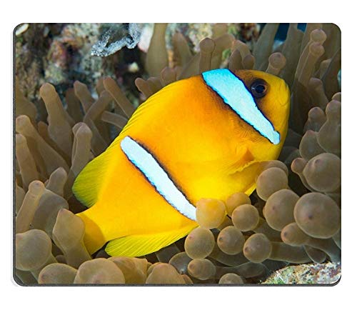 17P01943 Creative Gaming Mouse Pad with Red Sea Anemonefish Design - Non-Slip Surface for PC, Laptop, Office & Gaming Setup - Perfect for Gamers, Programmers & Office Workers