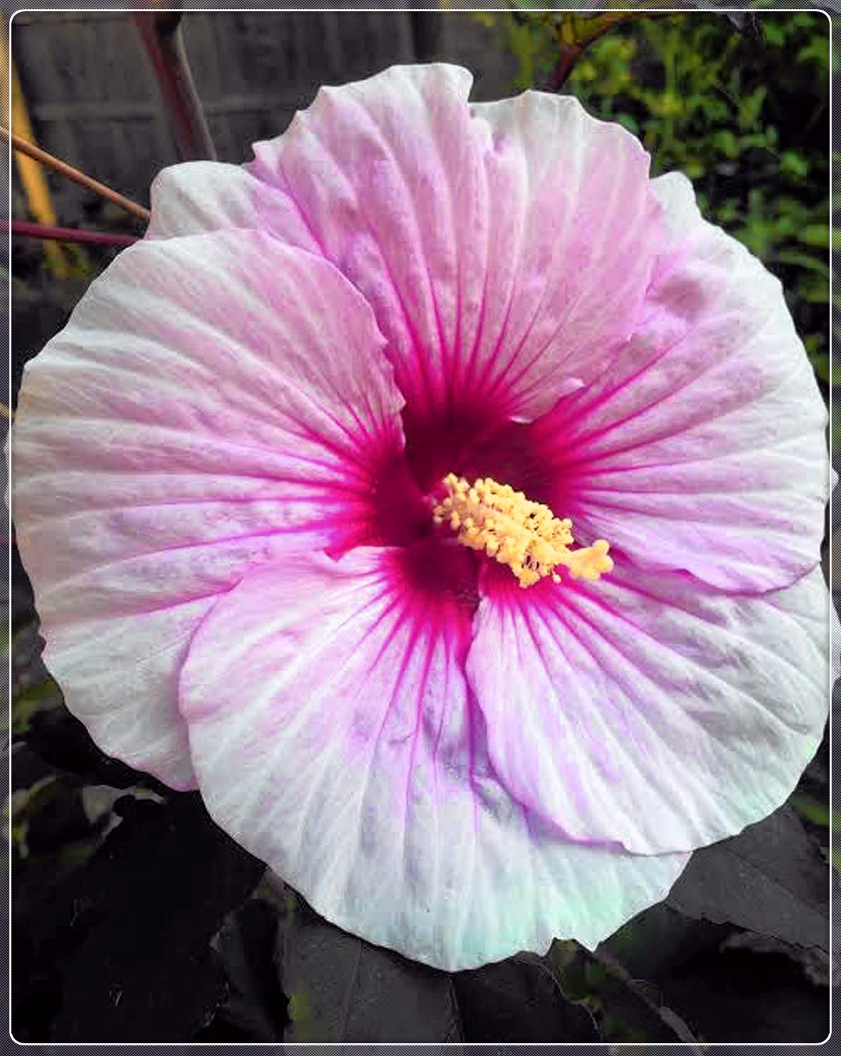 Perennial Hibiscus Plants - 4 PCS Ready to Grow in Flower Pots | Hardy Hibiscus for Year-Round Blooms | Perfect as Garden Gifts & Outdoor/Indoor Decor