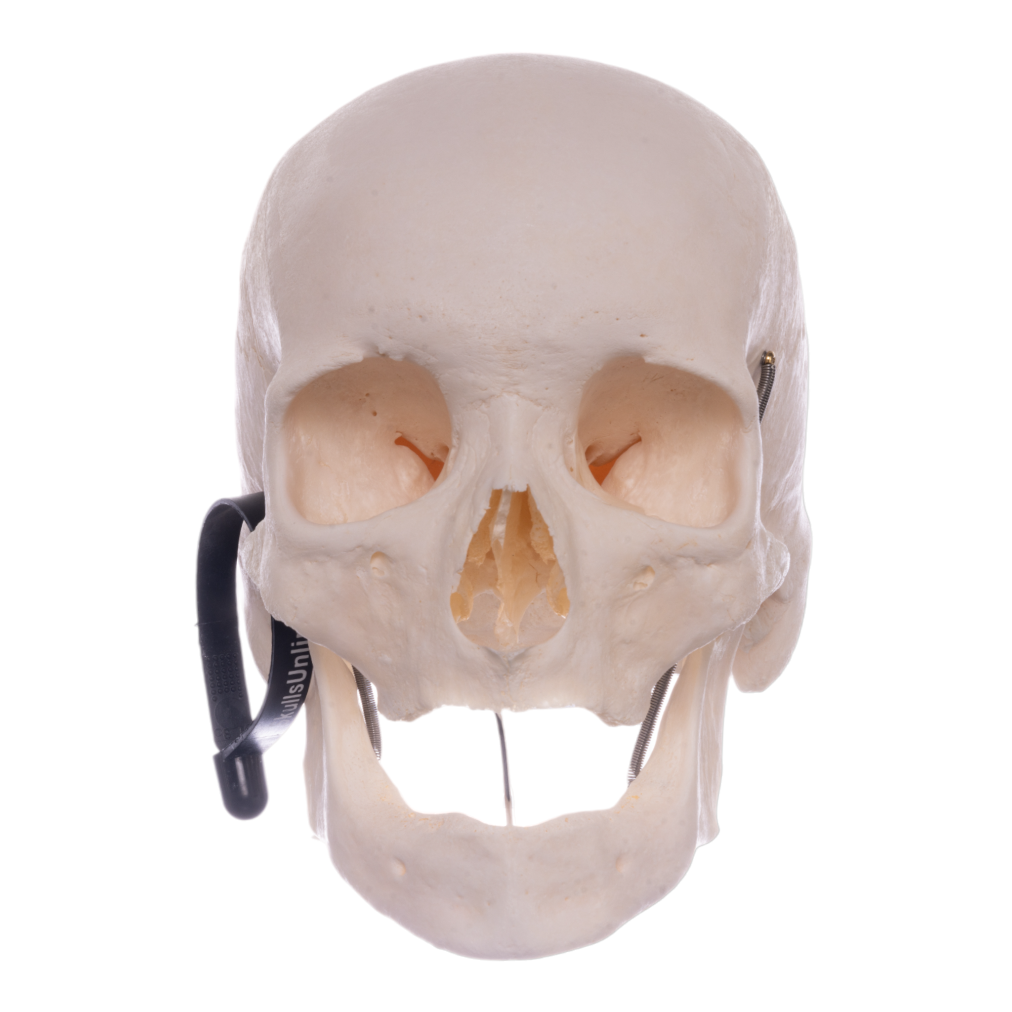 High-Quality Disarticulated Human Skeleton Model for Medical Education & Research - Perfect for Anatomy Studies, Classroom Demonstrations & Scientific Research