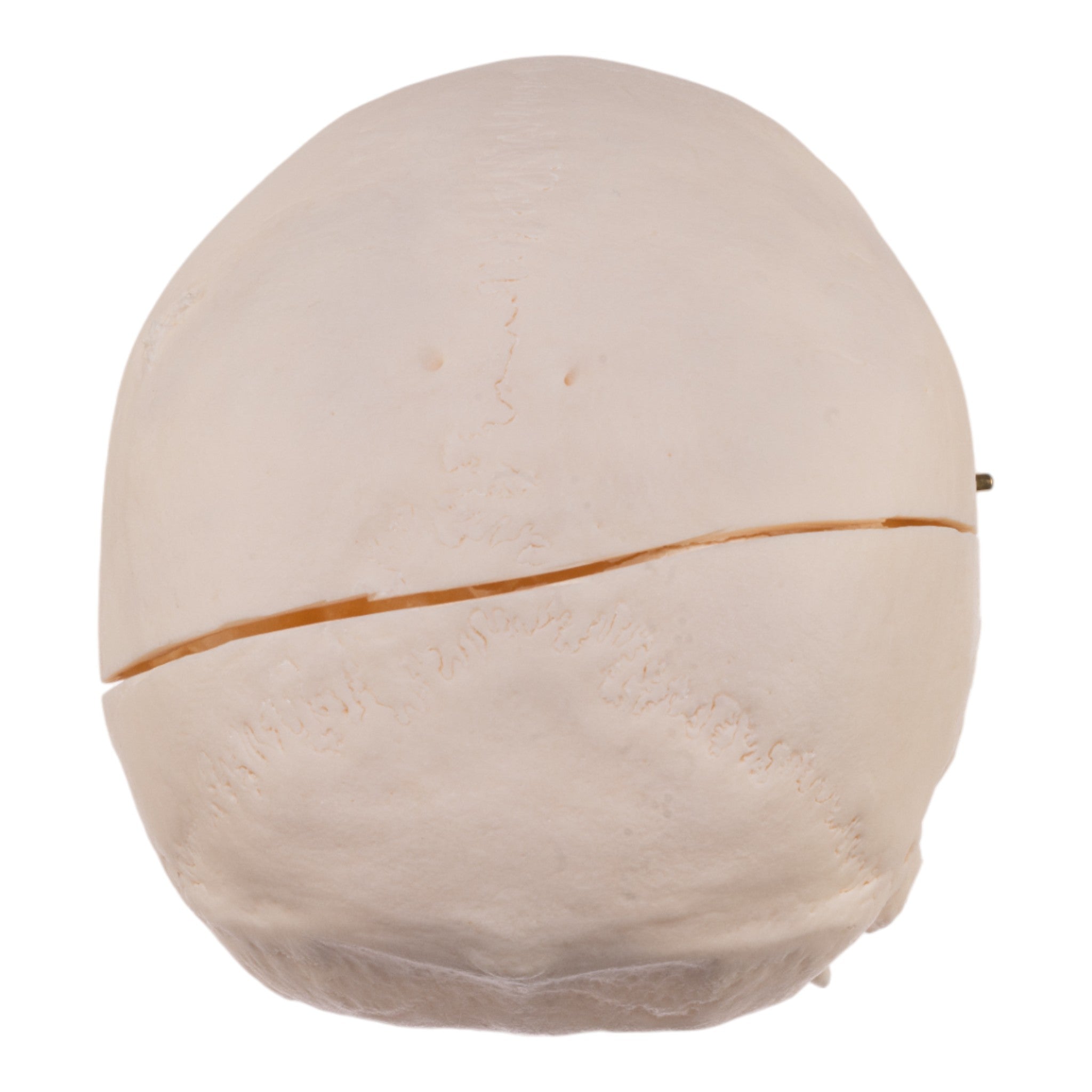 Authentic Human Skull Model for Medical Research & Anatomy Study - Perfect for Medical Training, Classroom Education & Halloween Decor