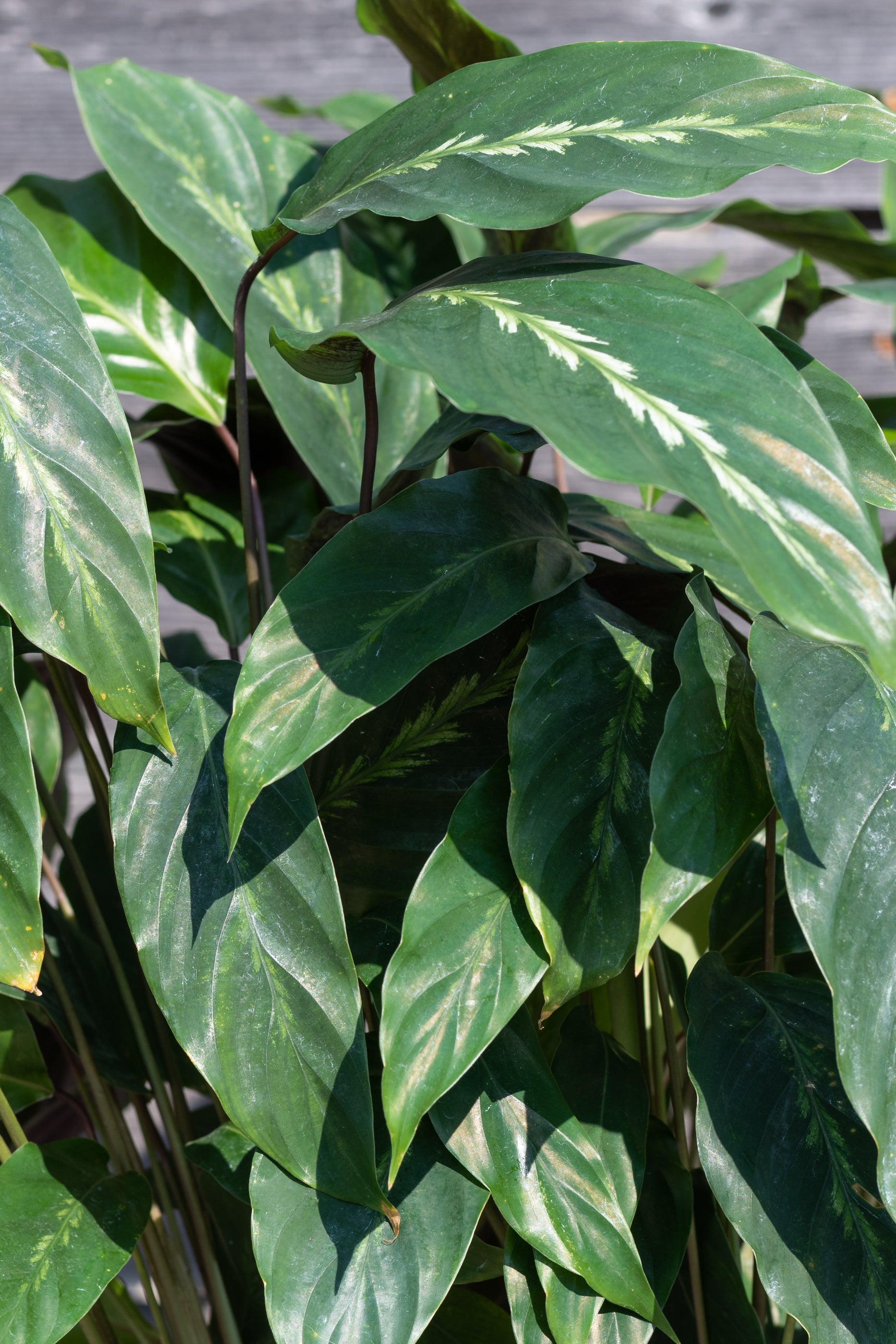 Calathea 'Maui Queen' 8 Inch Live Plant - Prayer Plant with Stunning Variegated Leaves | Perfect for Home Decor, Office & Indoor Gardening