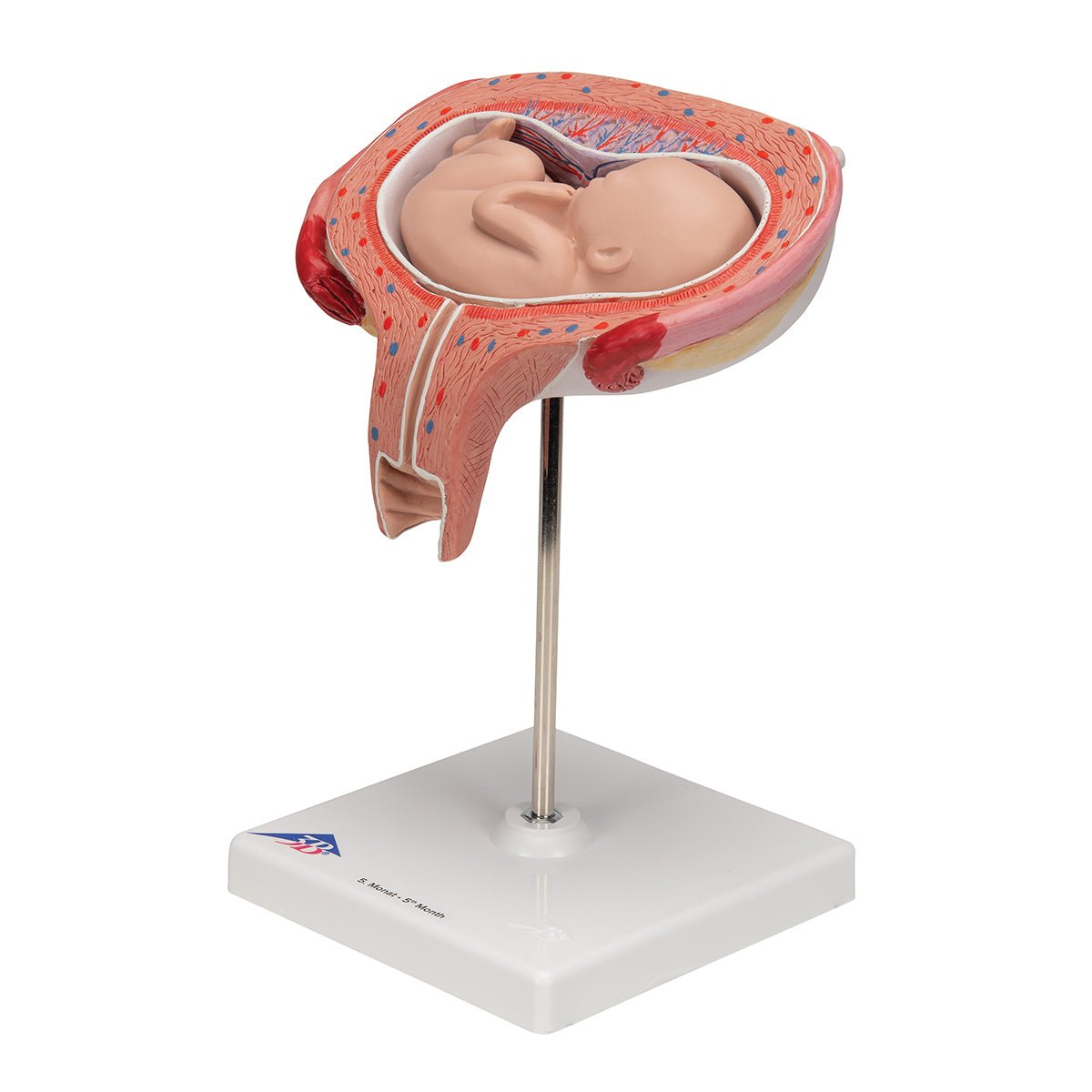 5-Month Fetus in Dorsal Position - Detailed Fetal Development Model for Medical Education & Pregnancy Awareness
