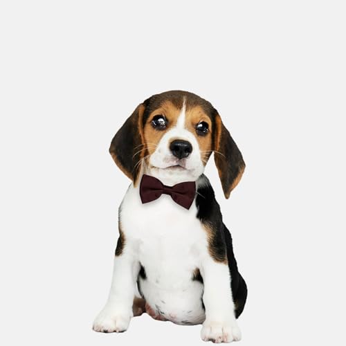 Puppy Toys