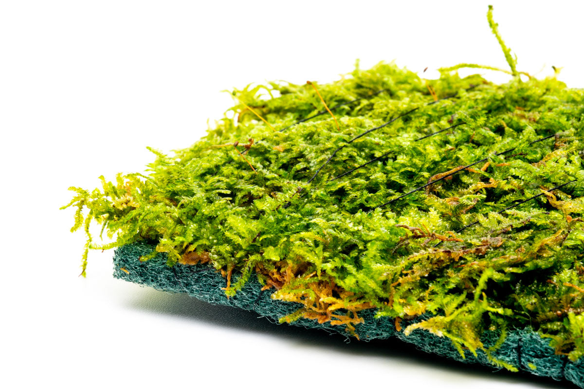 Premium Christmas Moss Fiber Mat for Aquariums & Terrariums - Natural Decorative Carpet for Fish Tanks, Reptile Habitats & Plant Terrariums | Enhances Aquatic Environments & Creates Stunning Displays