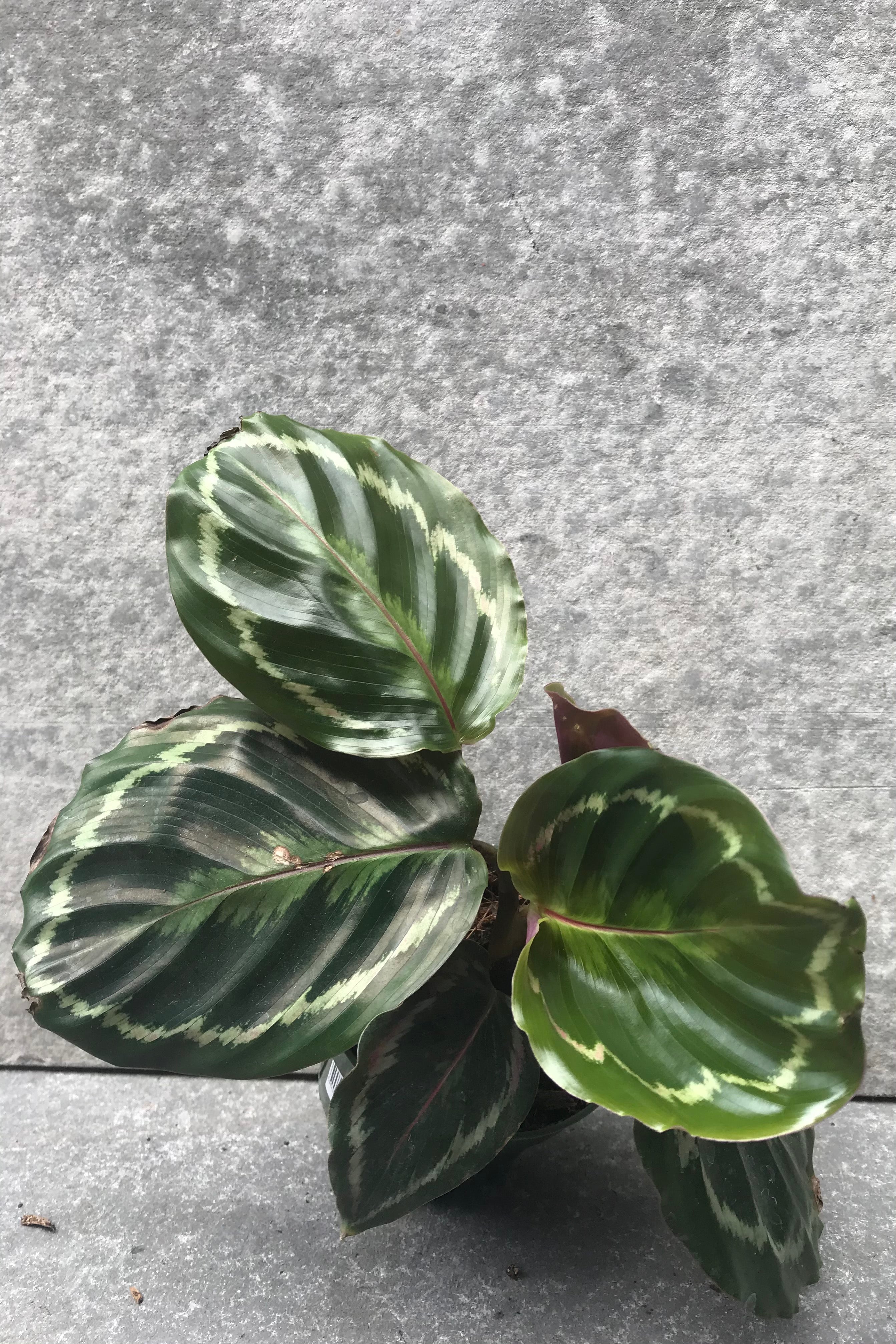 Calathea 'Medallion' Prayer Plant - 4 Inch Live Indoor Houseplant for Home & Office Decor | Perfect for Low Light Spaces, Air Purifying, and Gift Giving