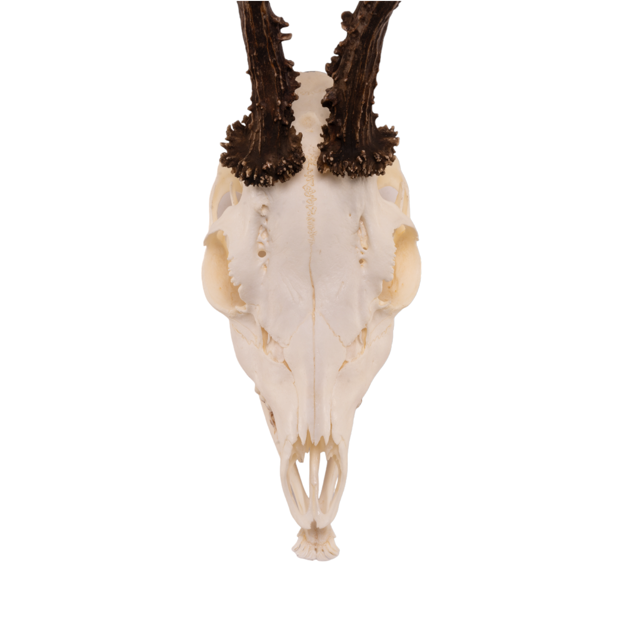 Real Roe Deer Skull with Mandible - European Mount Taxidermy for Home Decor, Hunting Trophy & Gothic Display | Perfect for Cabin, Man Cave & Halloween Decorations