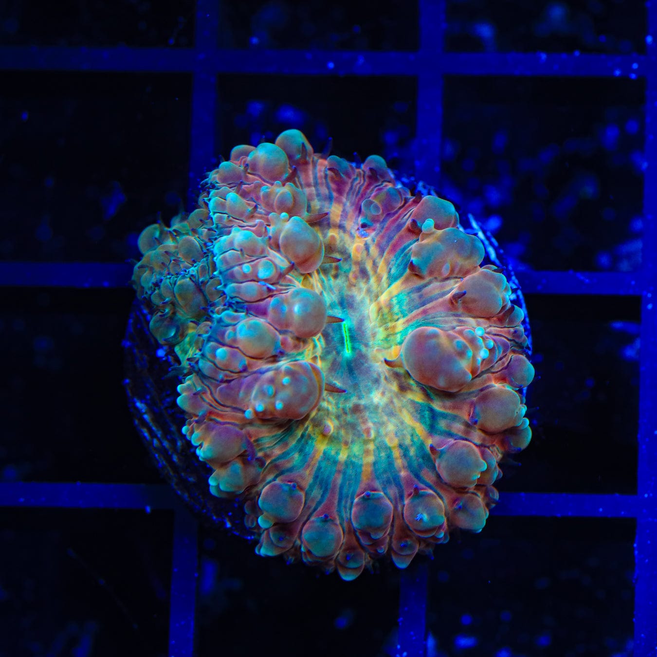 Premium Firey Blastomussa Coral for Saltwater Aquariums - Vibrant LPS Coral for Reef Tanks & Marine Displays