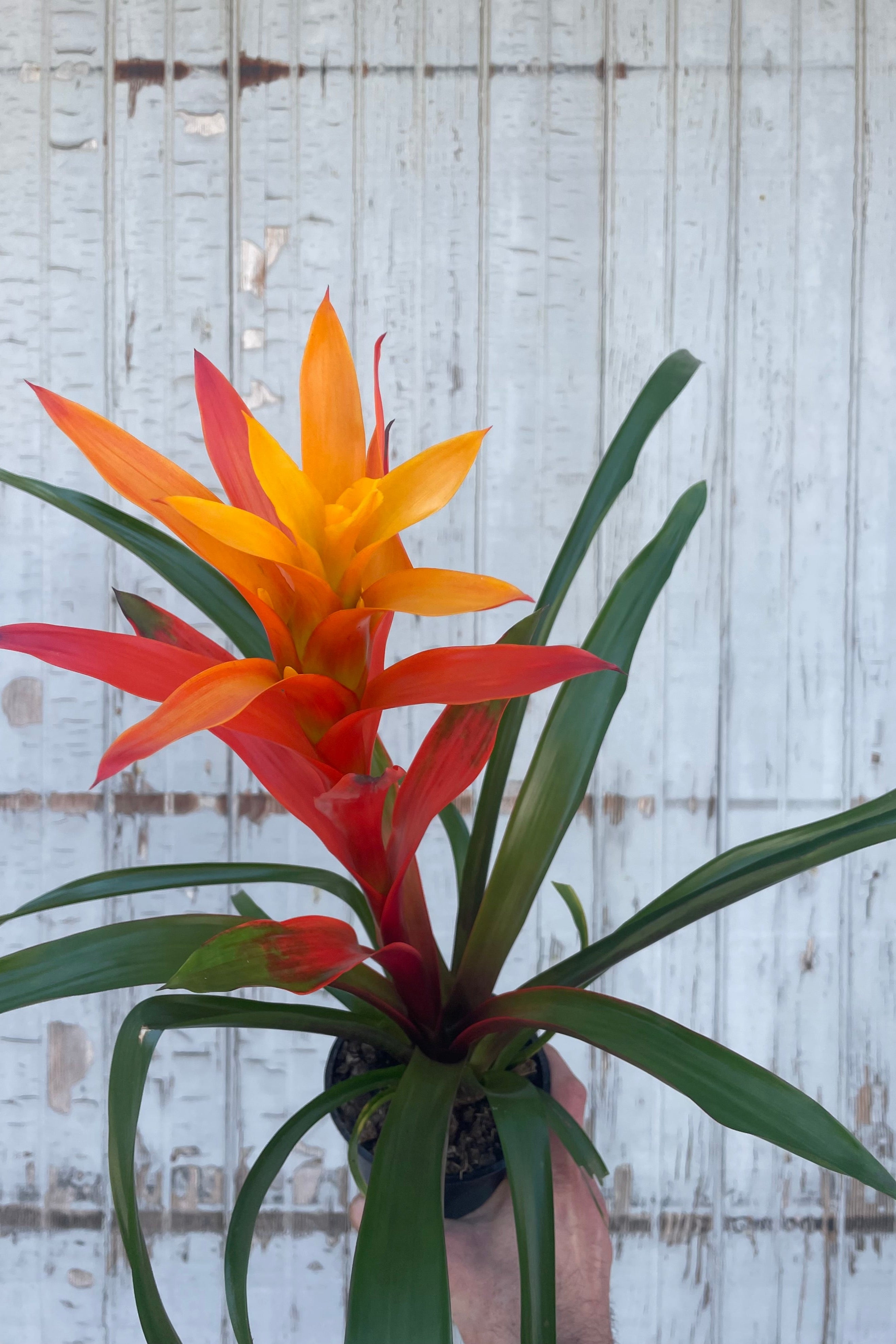 Bromeliad Plant - 5 Pack Live Air Plants for Home & Office Decor - Perfect for Terrariums, Wall Displays, and Indoor Greenery